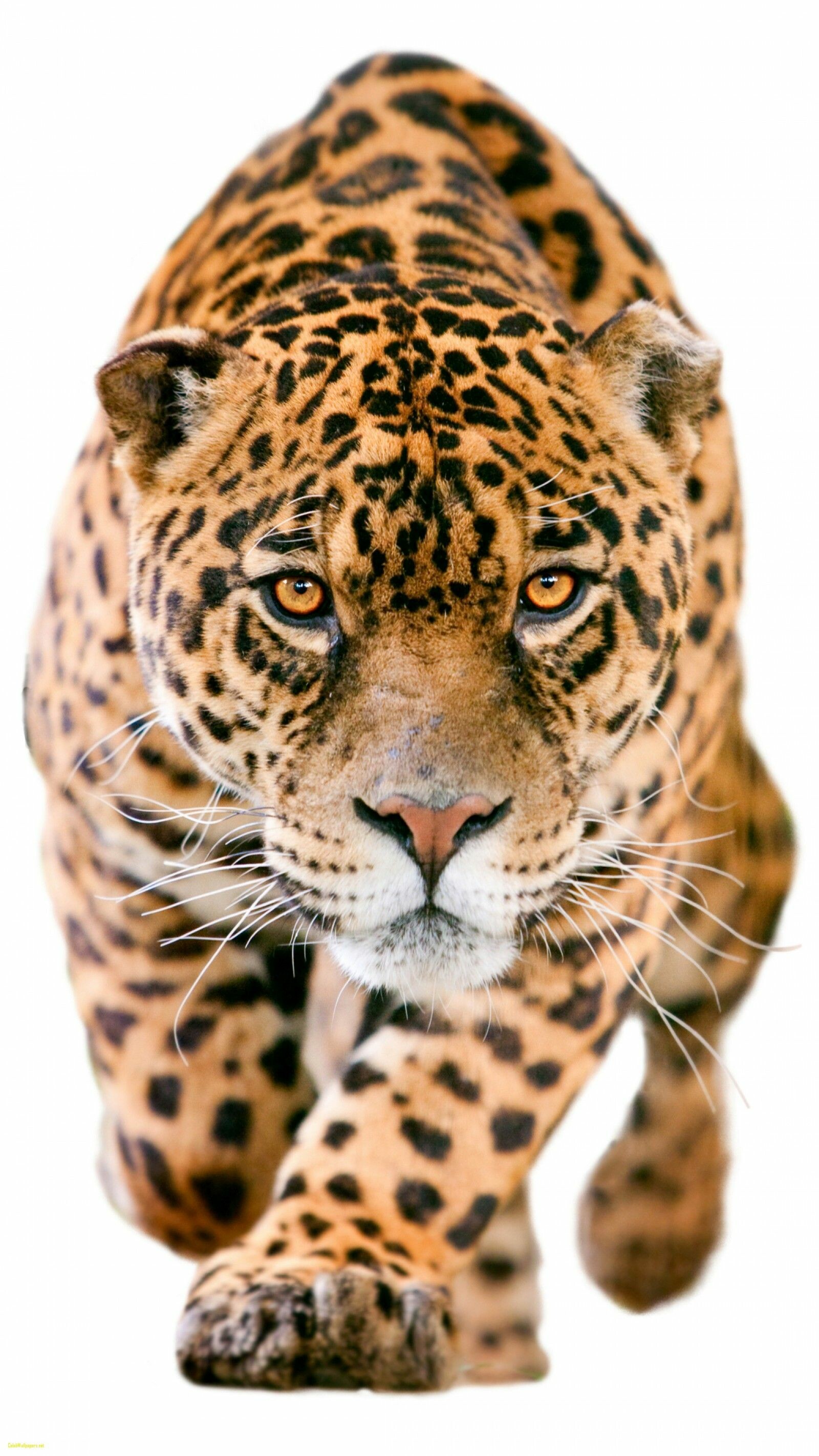 Jaguar Iphone Wallpapers