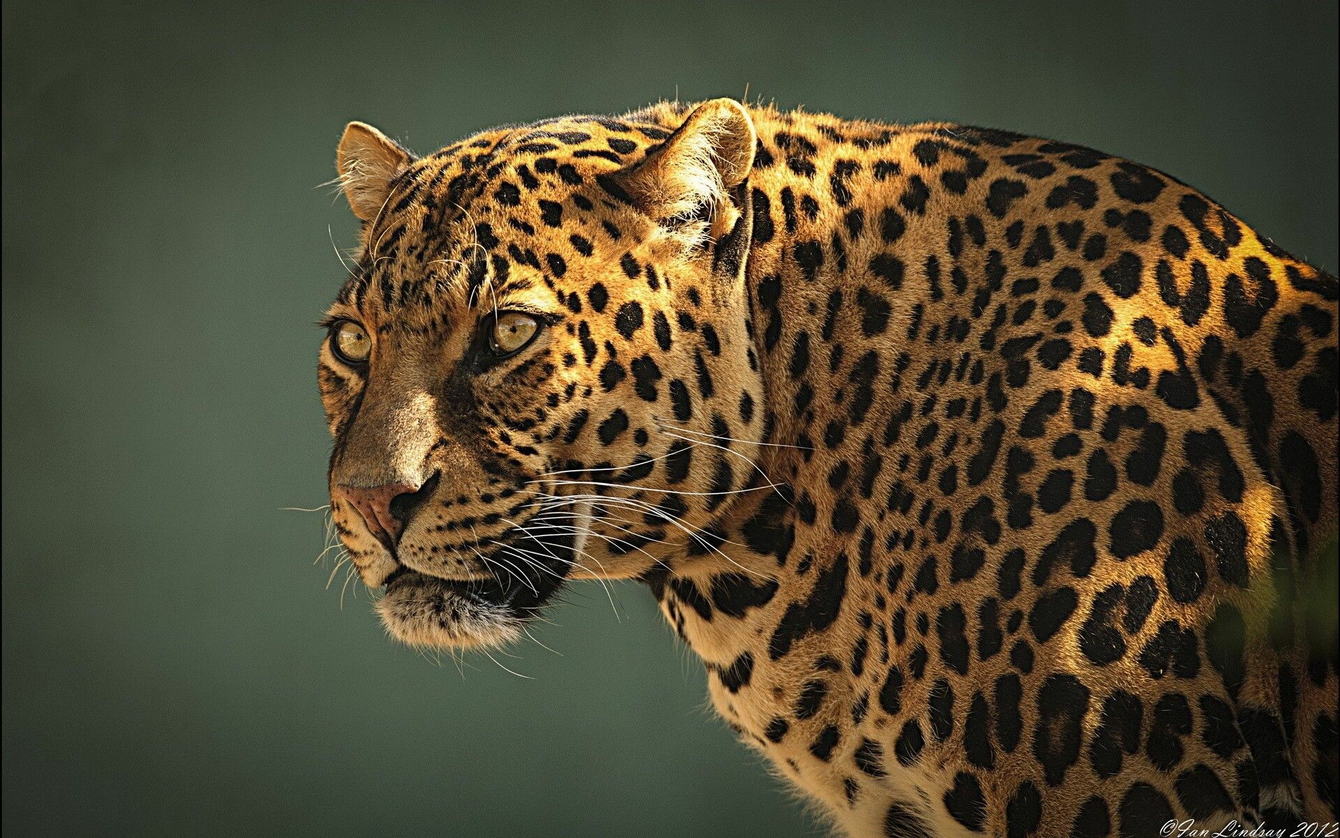 Jaguar 4K Wallpapers