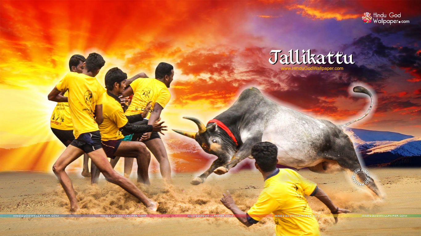 Jallikattu Hd Images Wallpapers