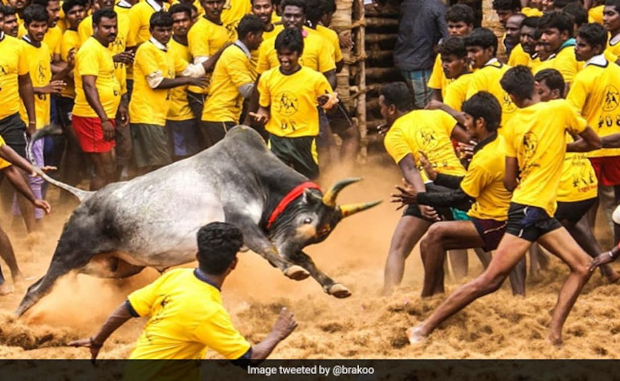 Jallikattu Hd Images Wallpapers