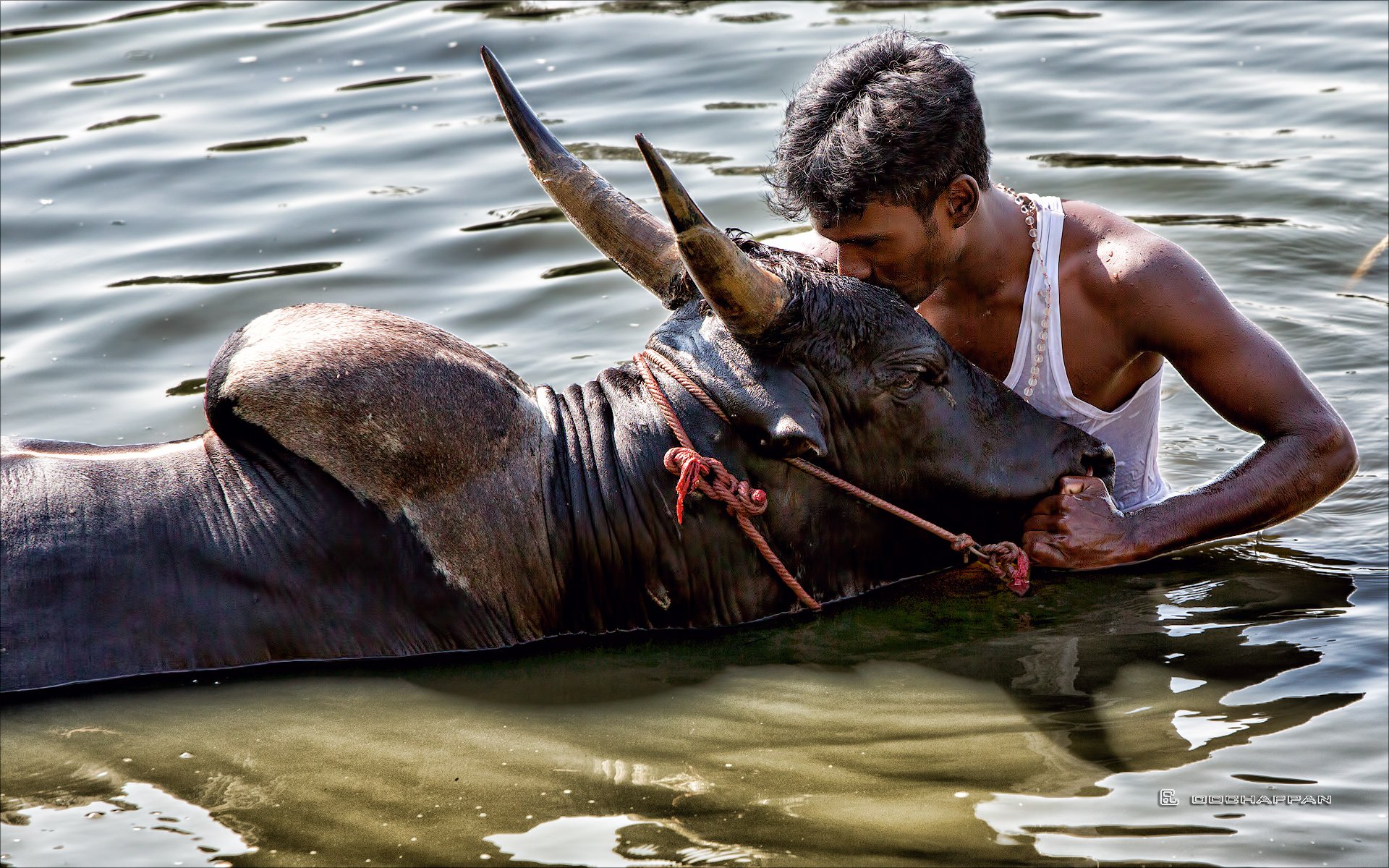 Jallikattu Hd Images Wallpapers