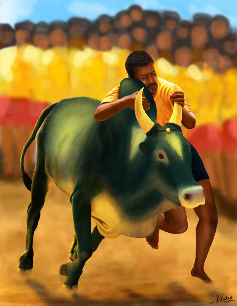 Jallikattu Hd Images Wallpapers