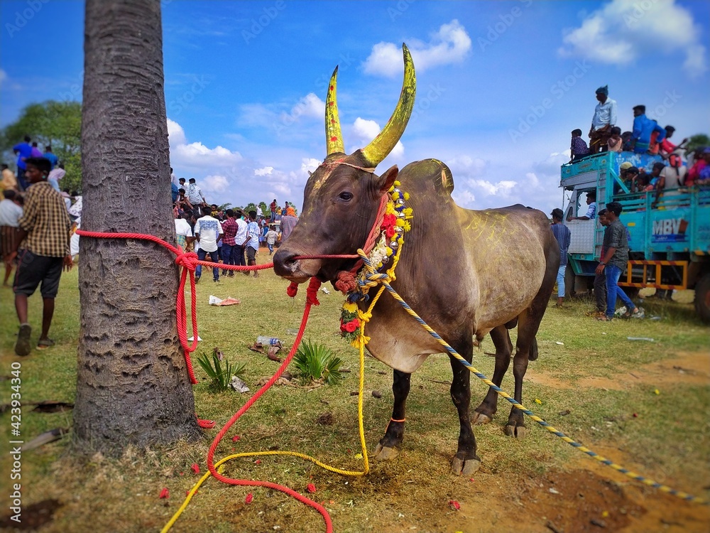 Jallikattu Hd Images Wallpapers