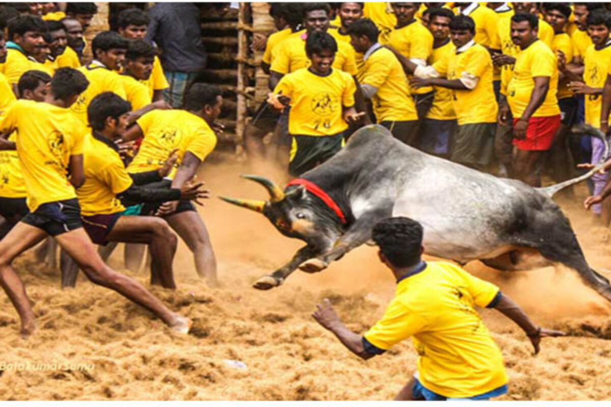 Jallikattu Hd Images Wallpapers