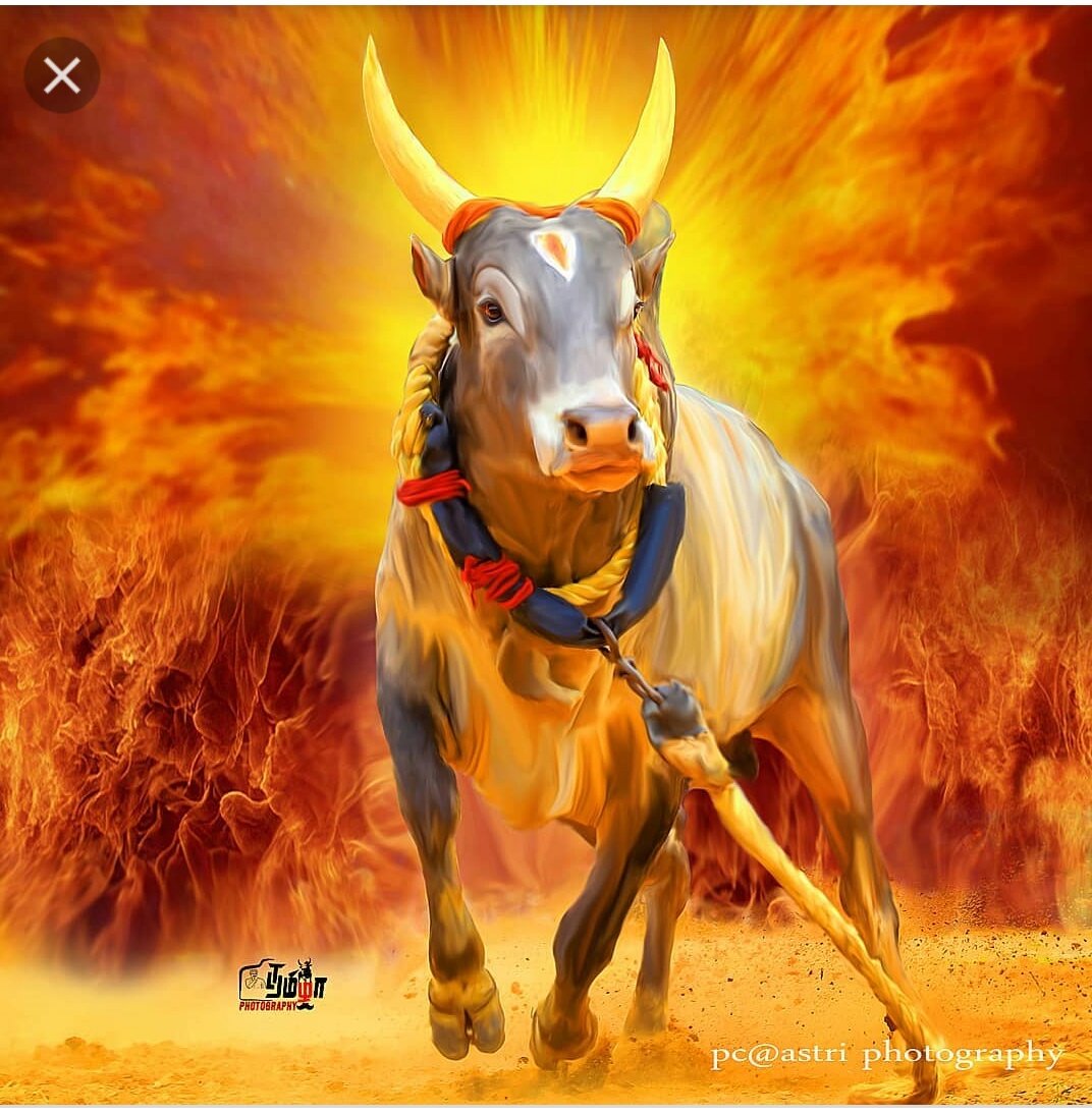 Jallikattu Hd Images Wallpapers