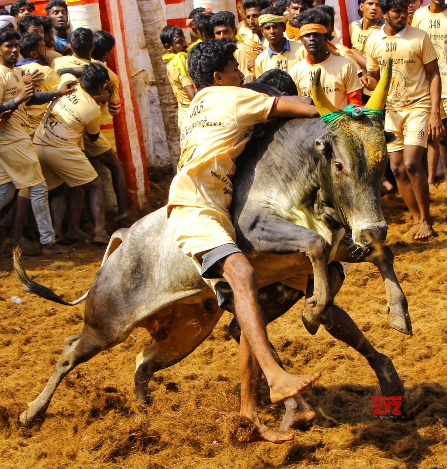 Jallikattu Hd Images Wallpapers