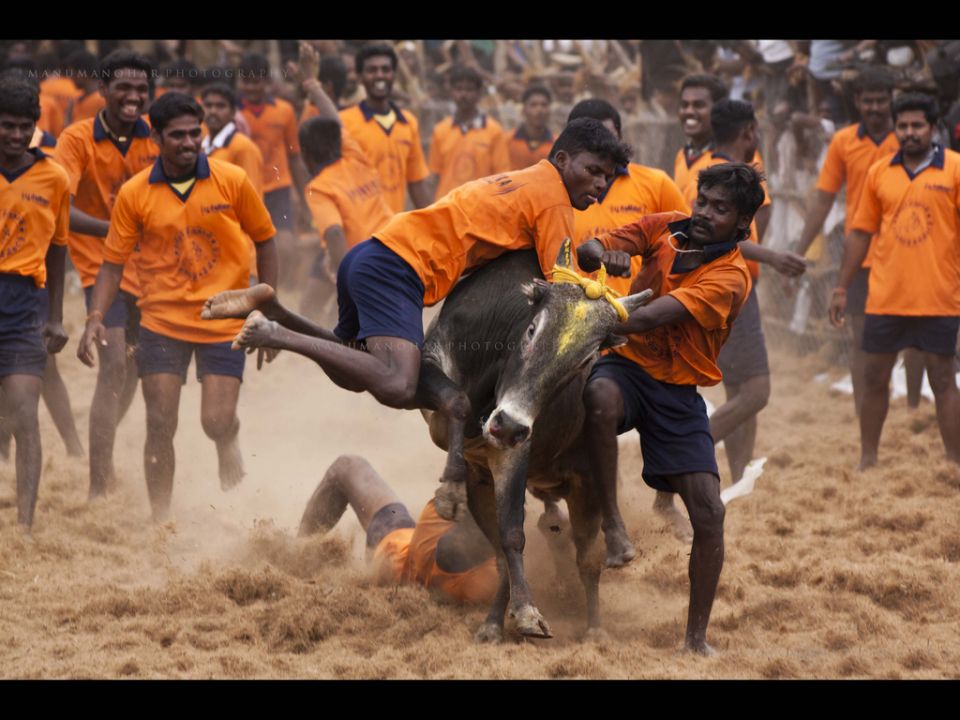 Jallikattu Hd Images Wallpapers