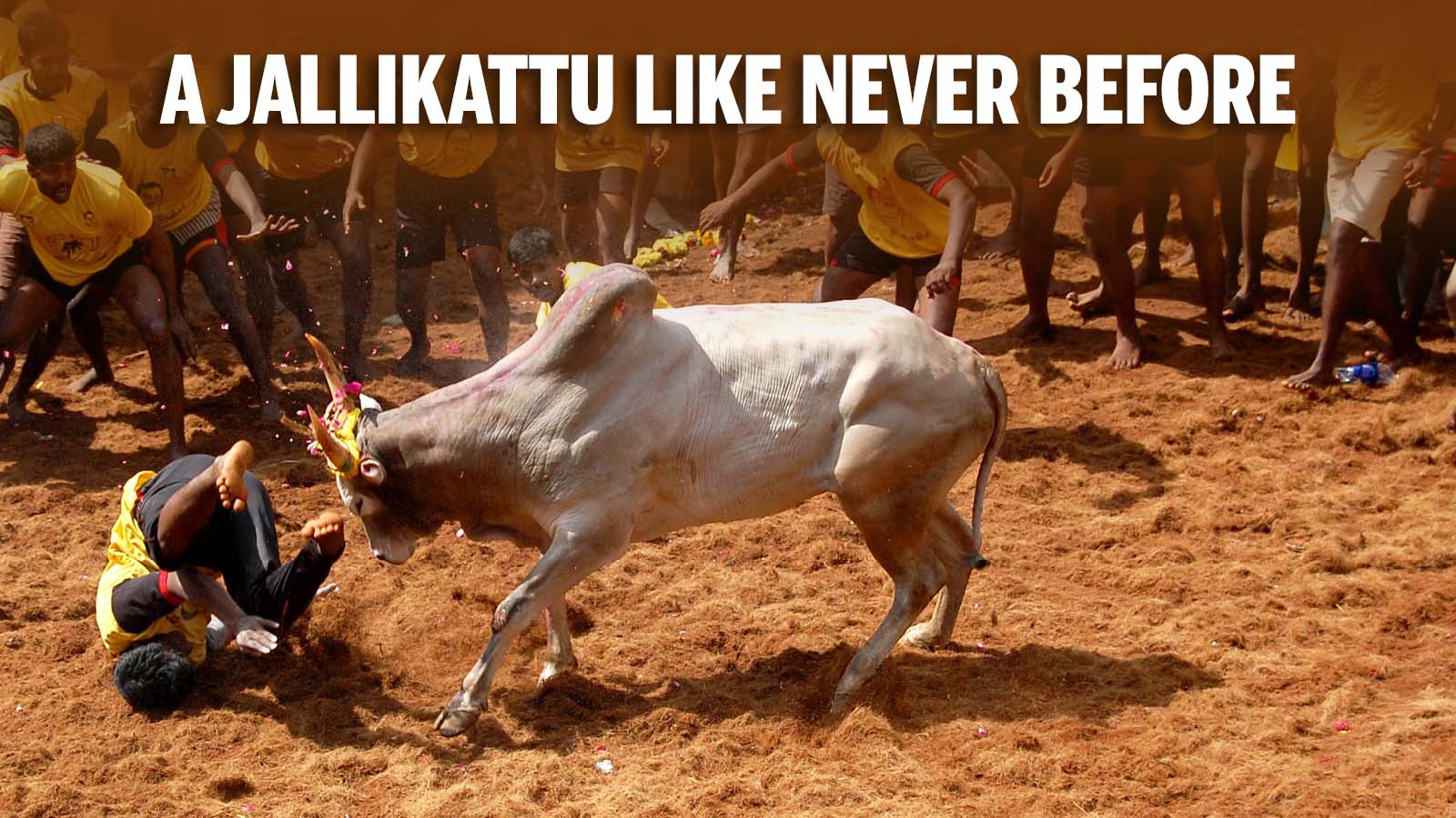 Jallikattu Hd Images Wallpapers