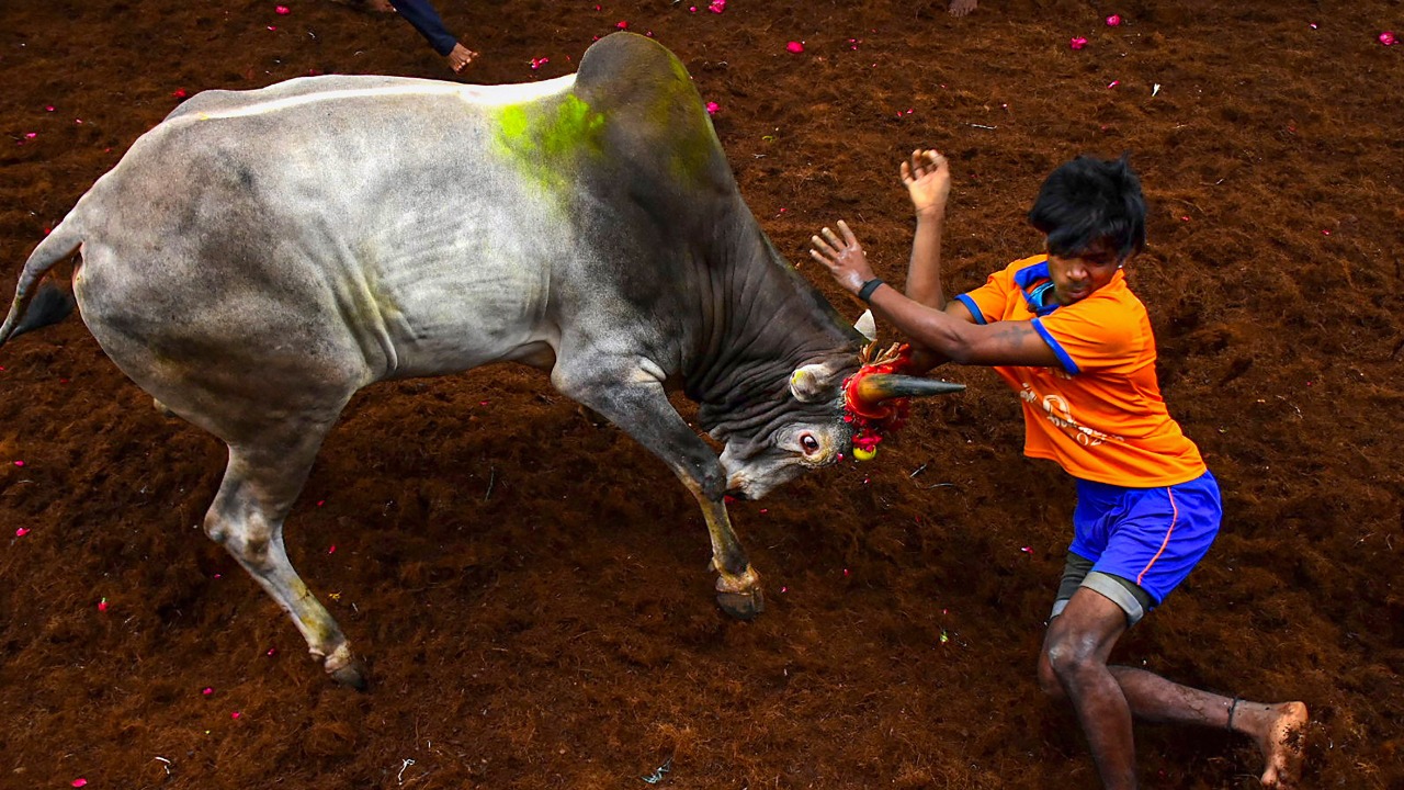 Jallikattu Hd Images Wallpapers