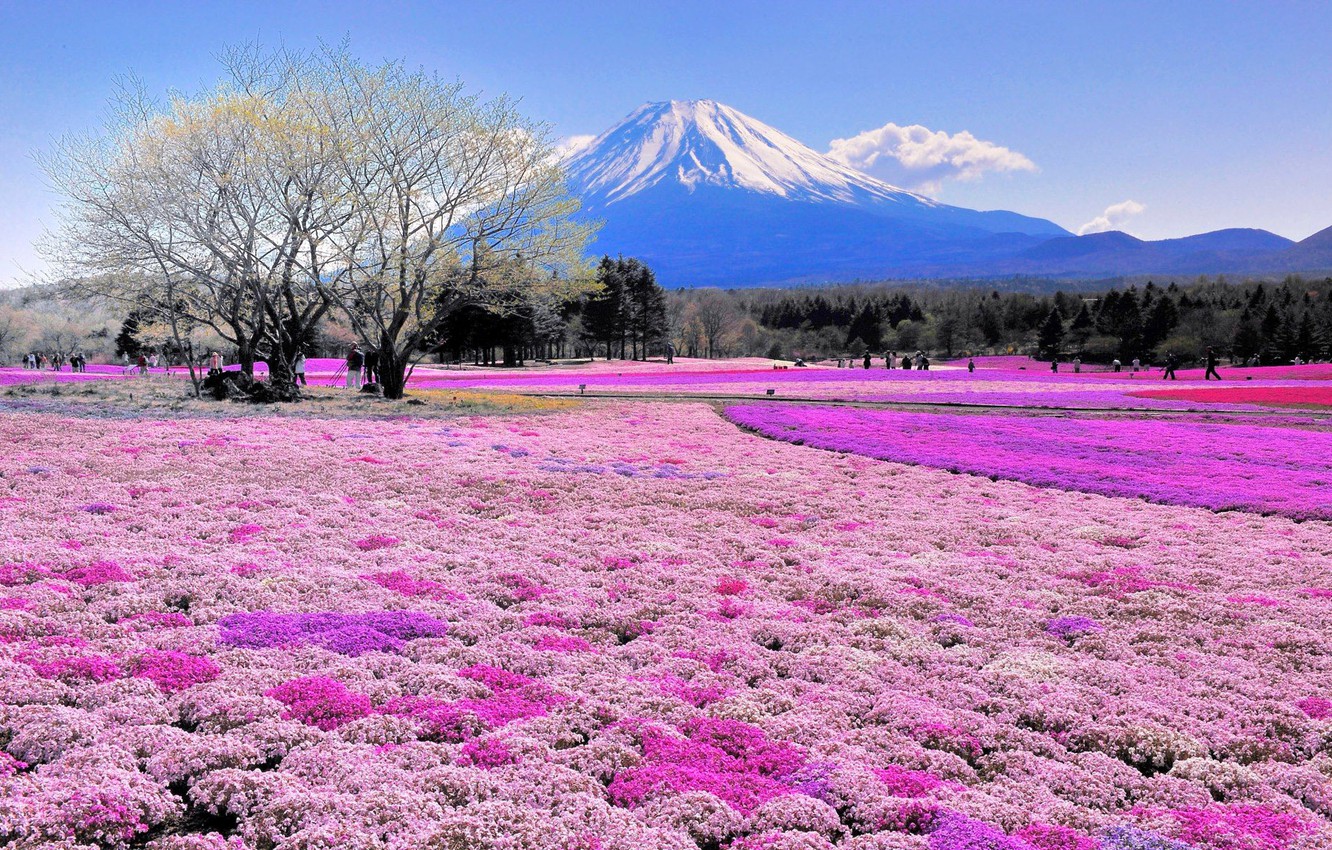 Japan Flowers Images Wallpapers