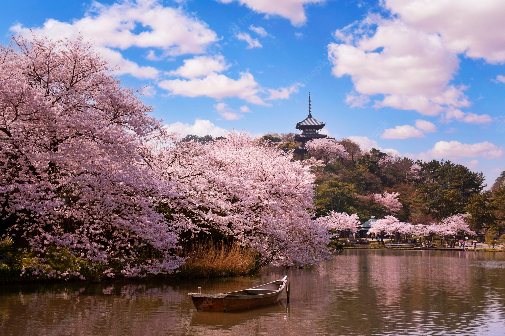 Japanese Cherry Blossom Wallpapers