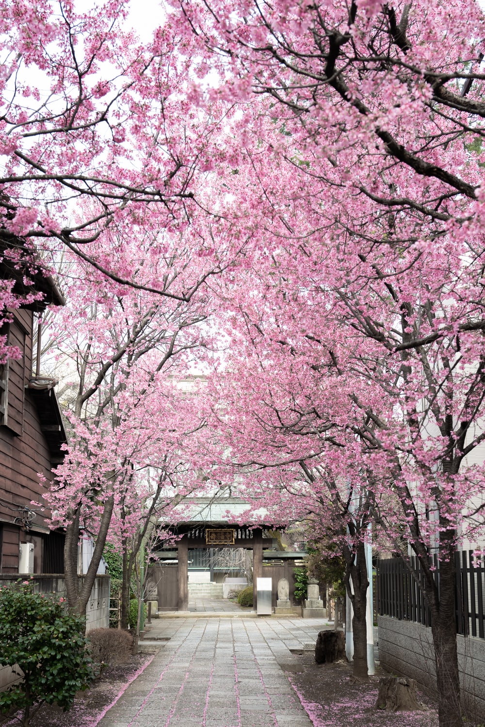 Japanese Cherry Blossom Wallpapers