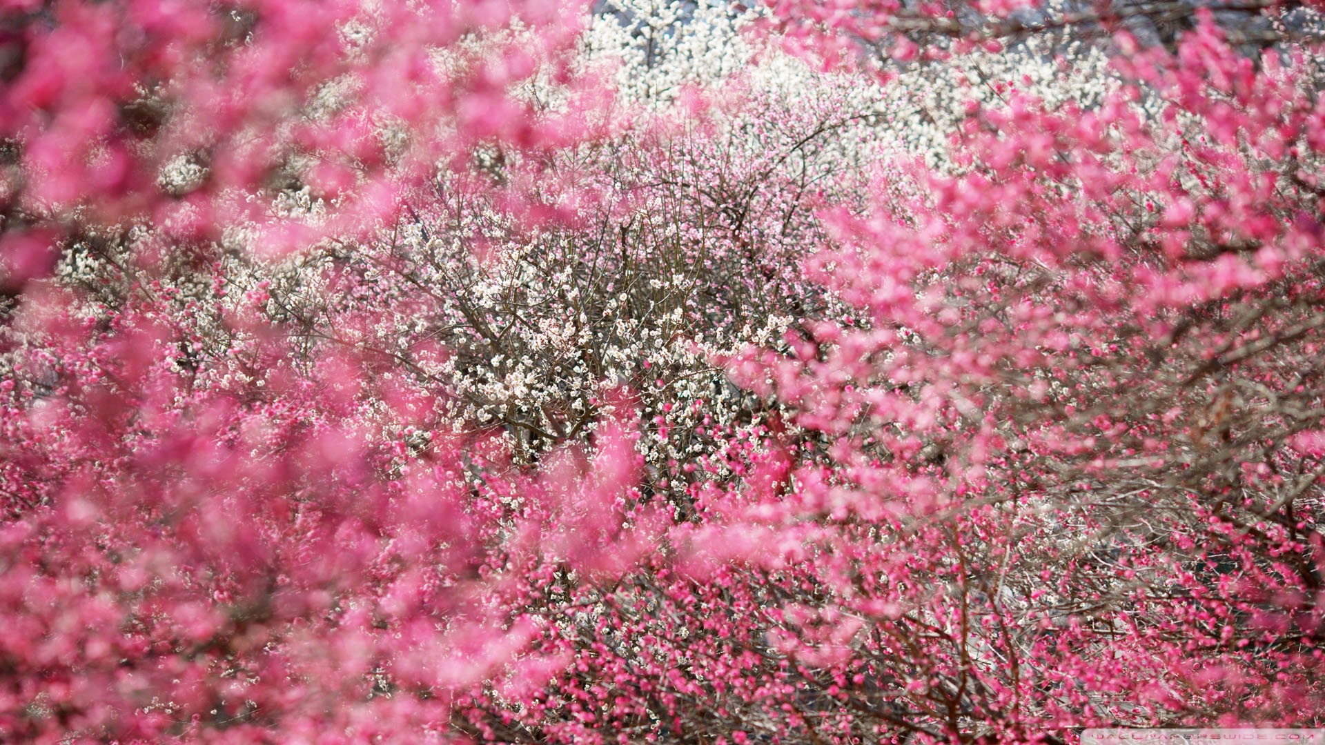 Japanese Cherry Blossom Wallpapers