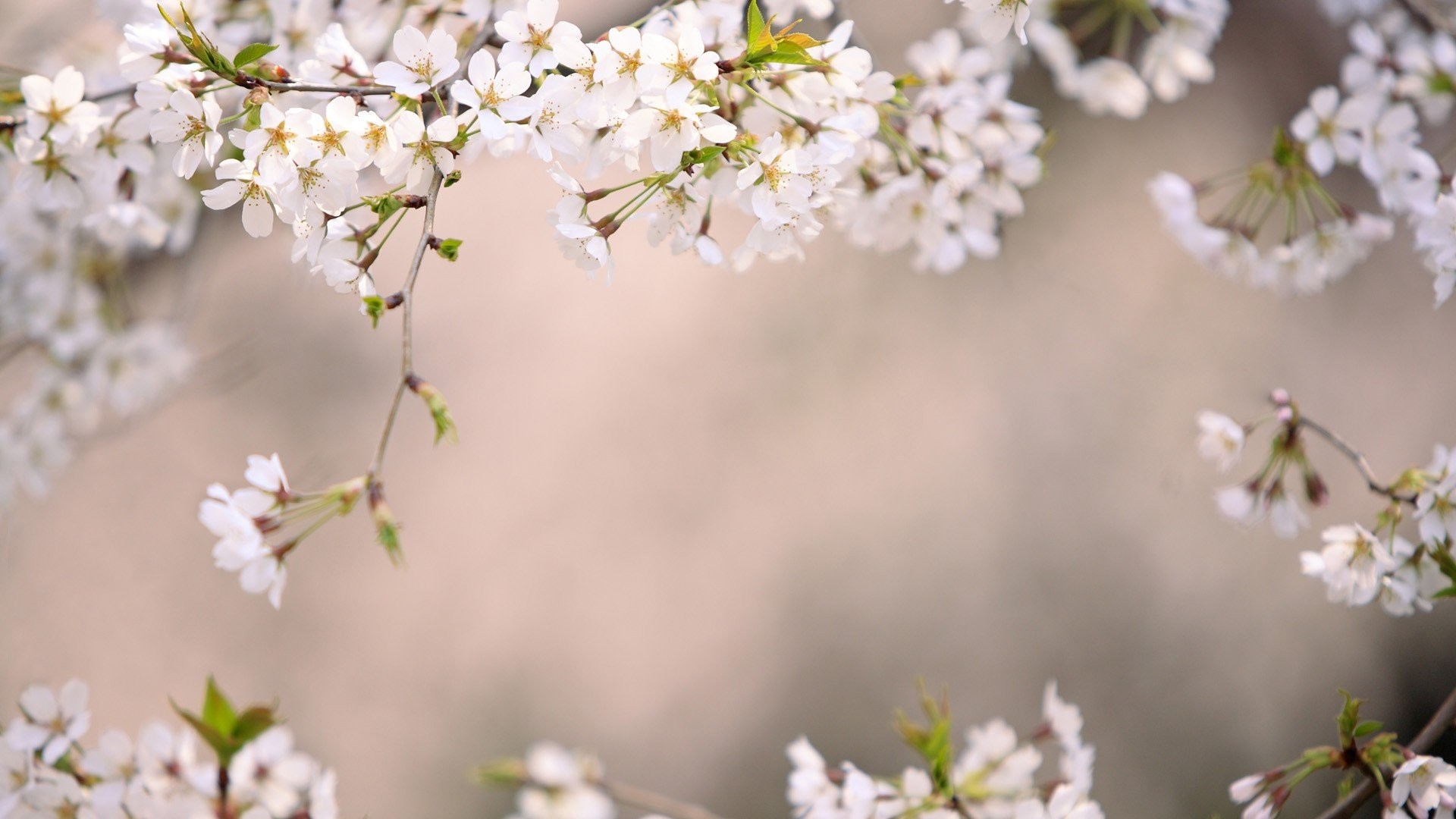 Japanese Cherry Blossom Wallpapers