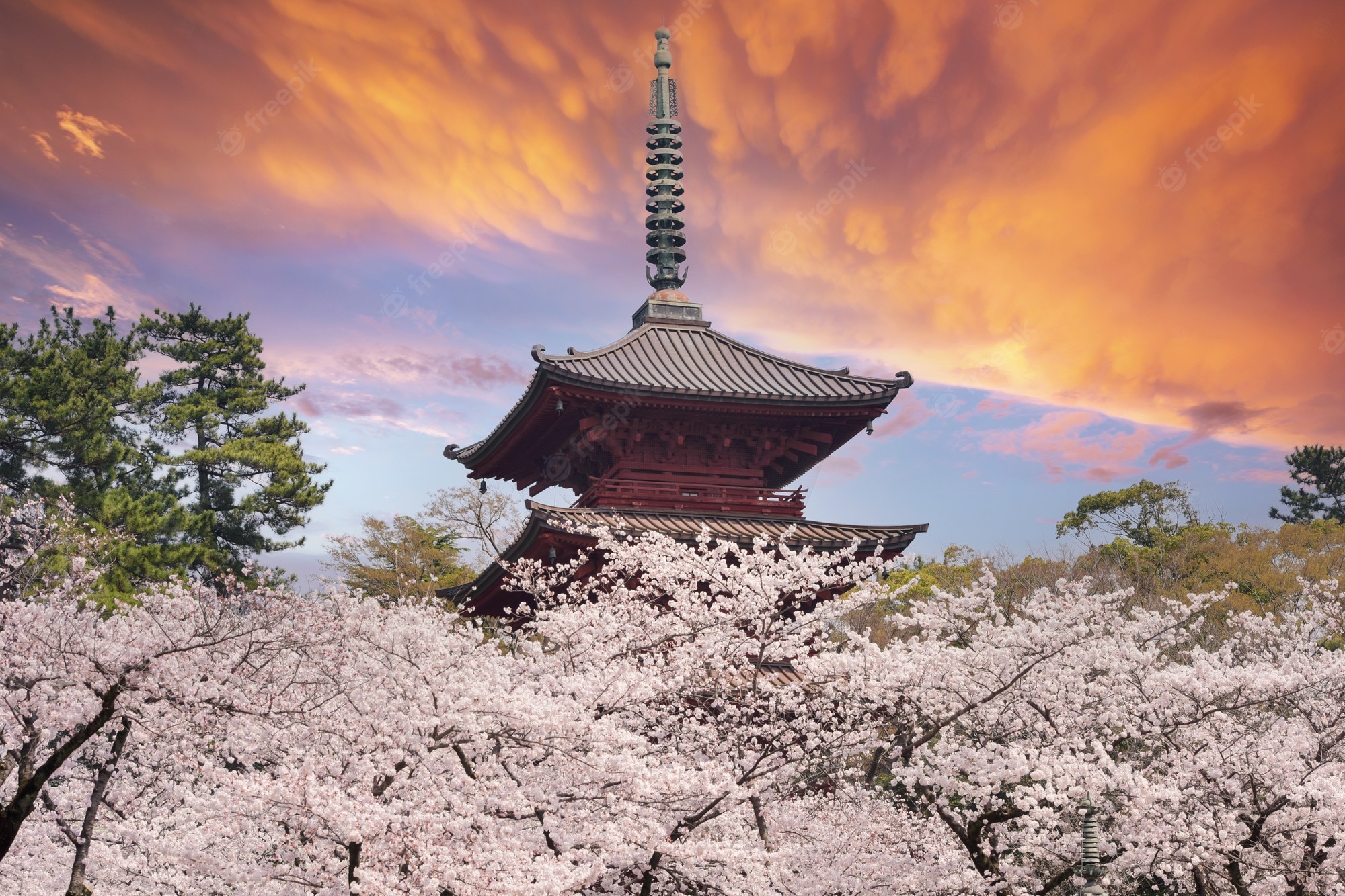 Japanese Cherry Blossom Wallpapers