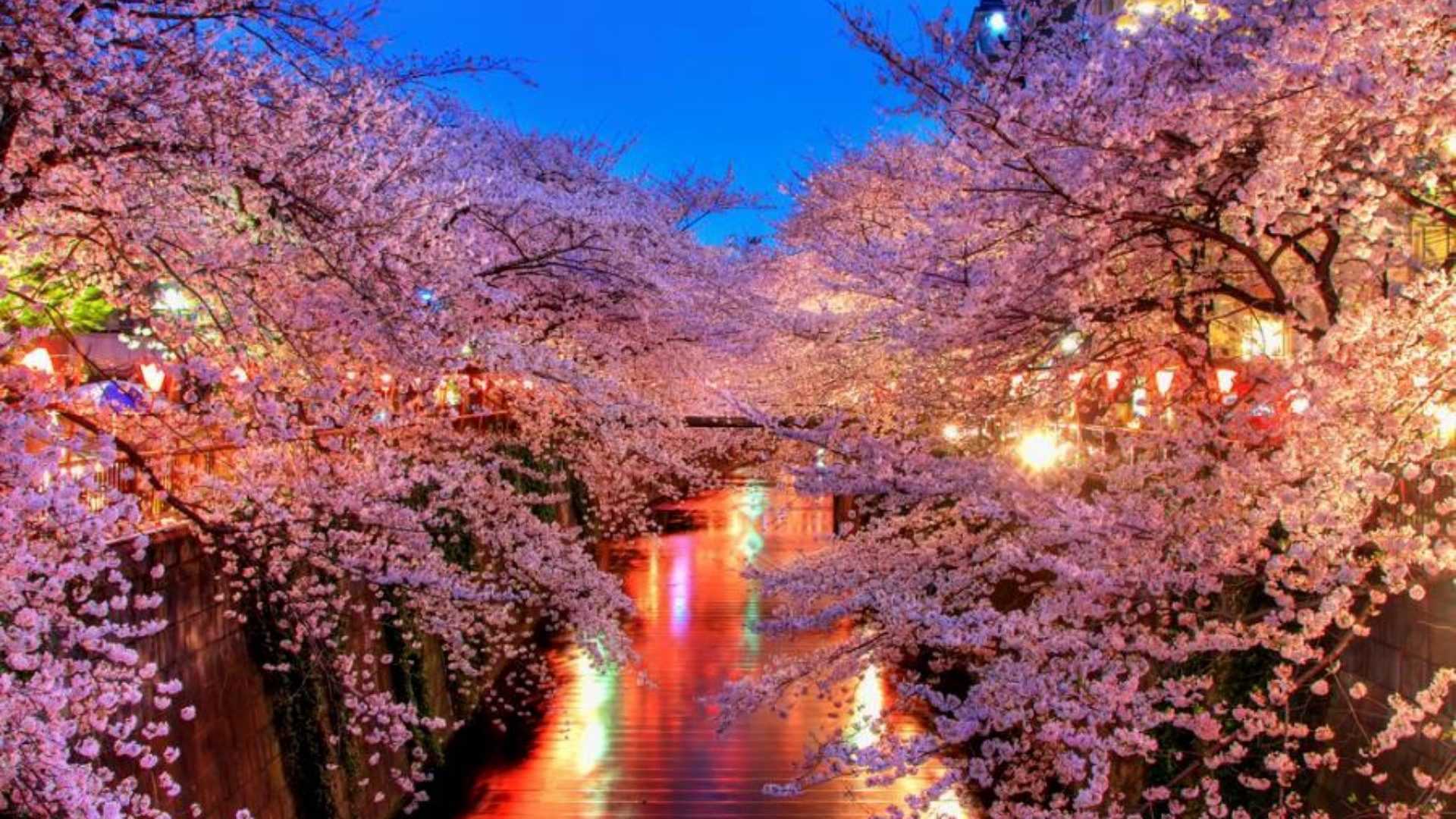 Japanese Cherry Blossom Wallpapers