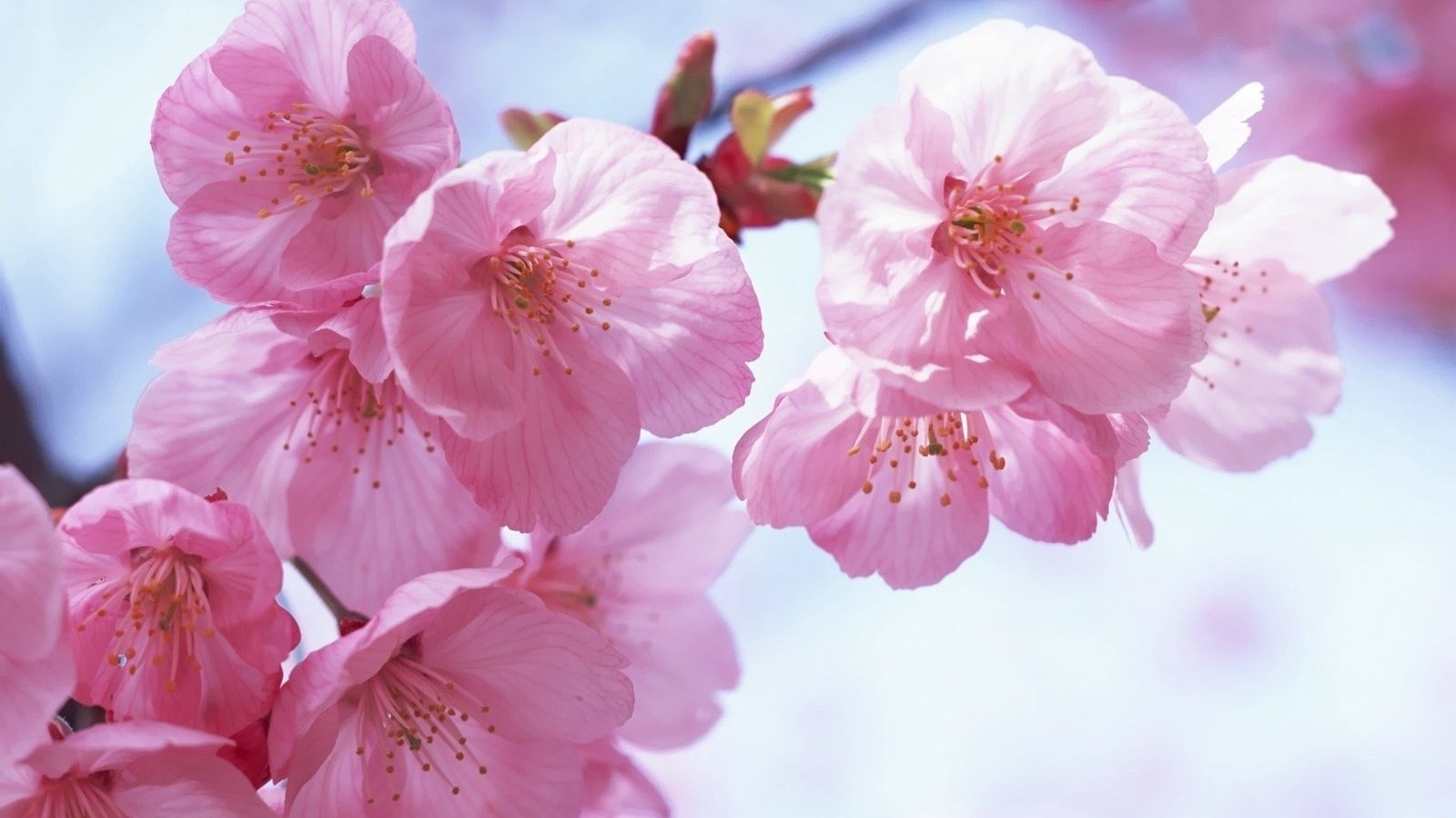 Japanese Flower Wallpapers