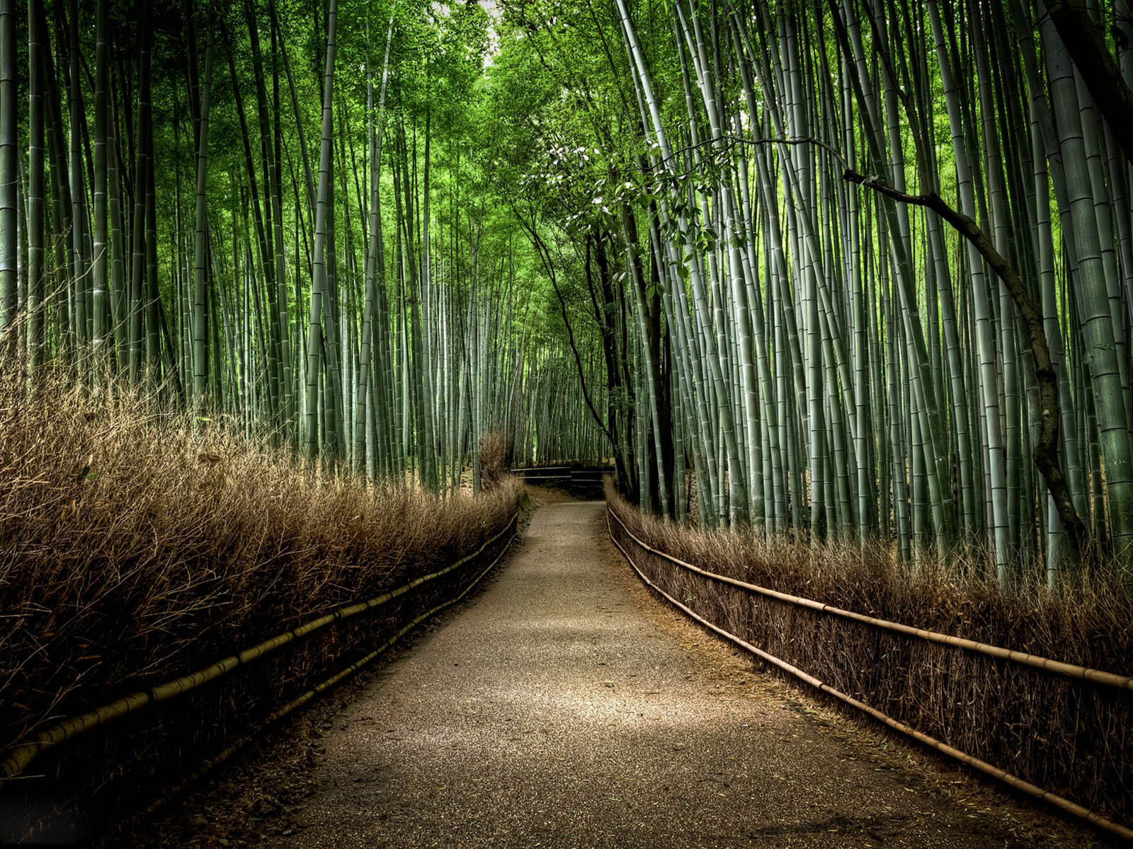 Japanese Forest Wallpapers