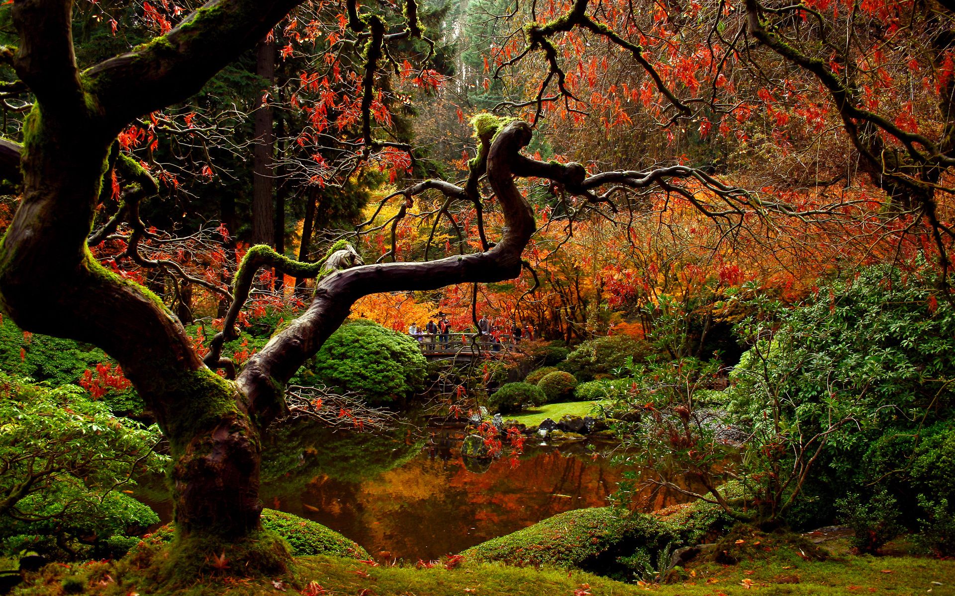 Japanese Forest Wallpapers