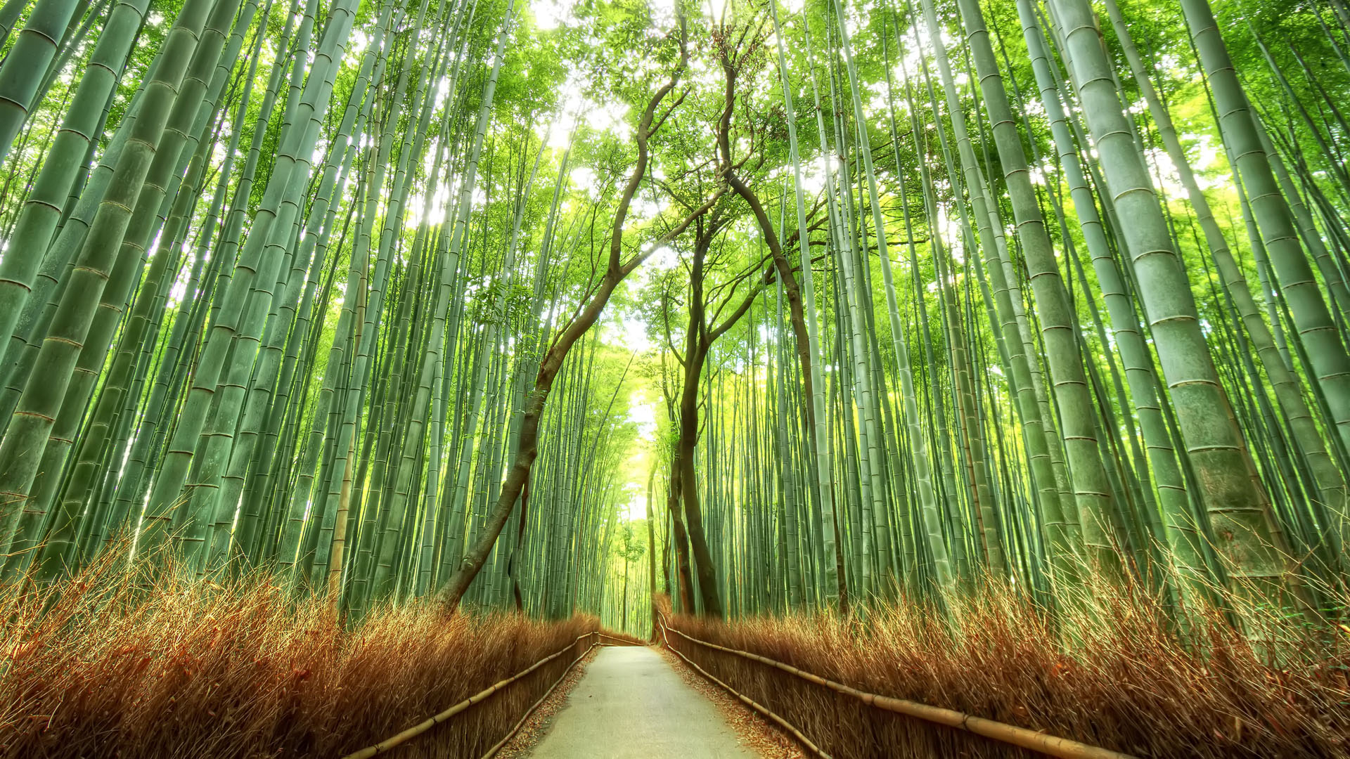 Japanese Forest Wallpapers