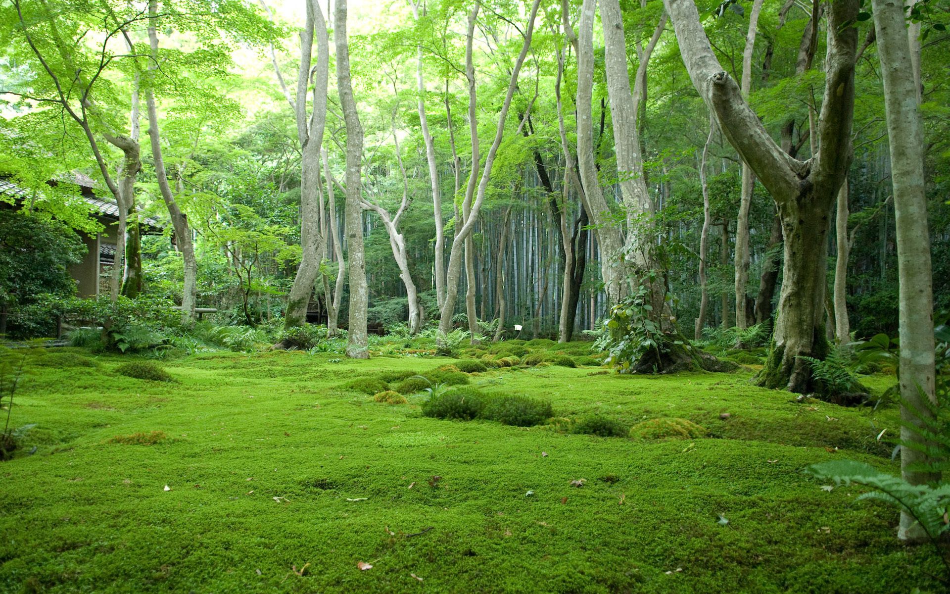 Japanese Forest Wallpapers