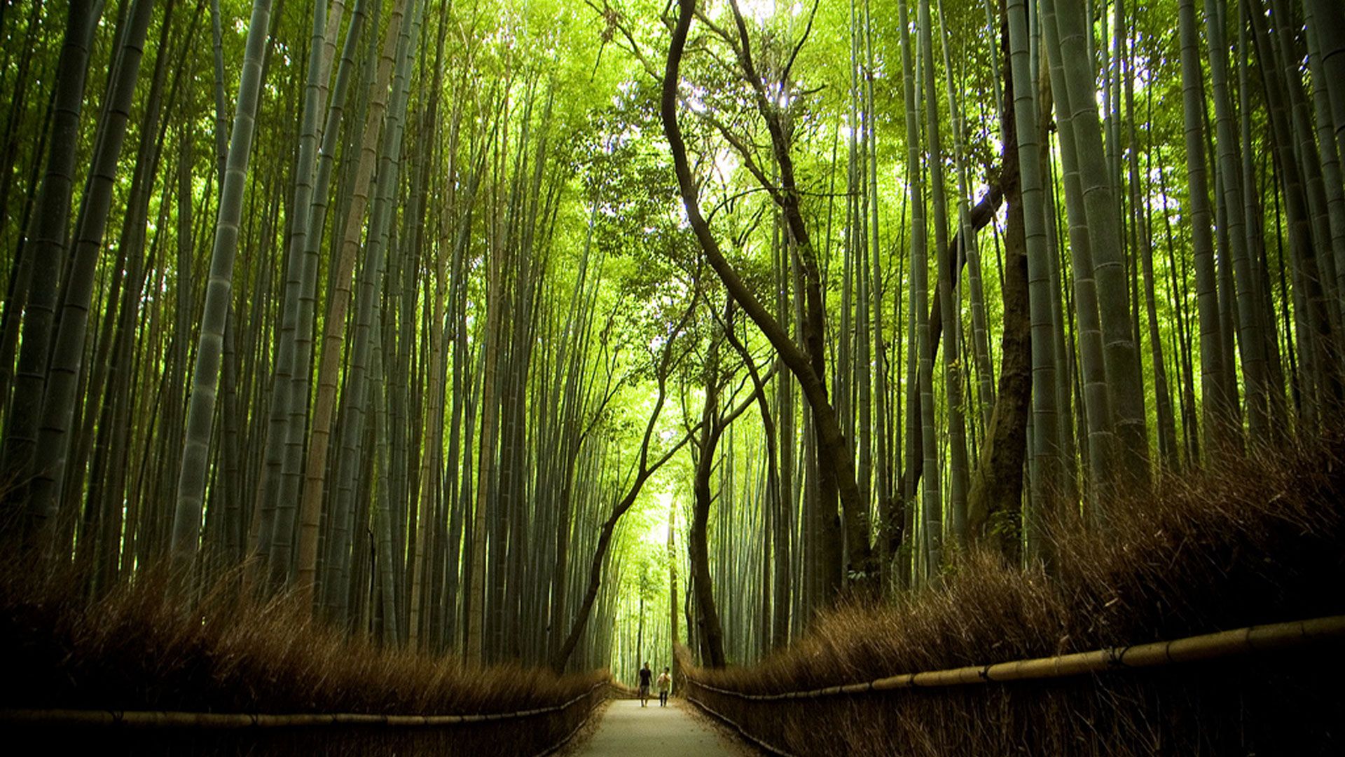 Japanese Forest Wallpapers