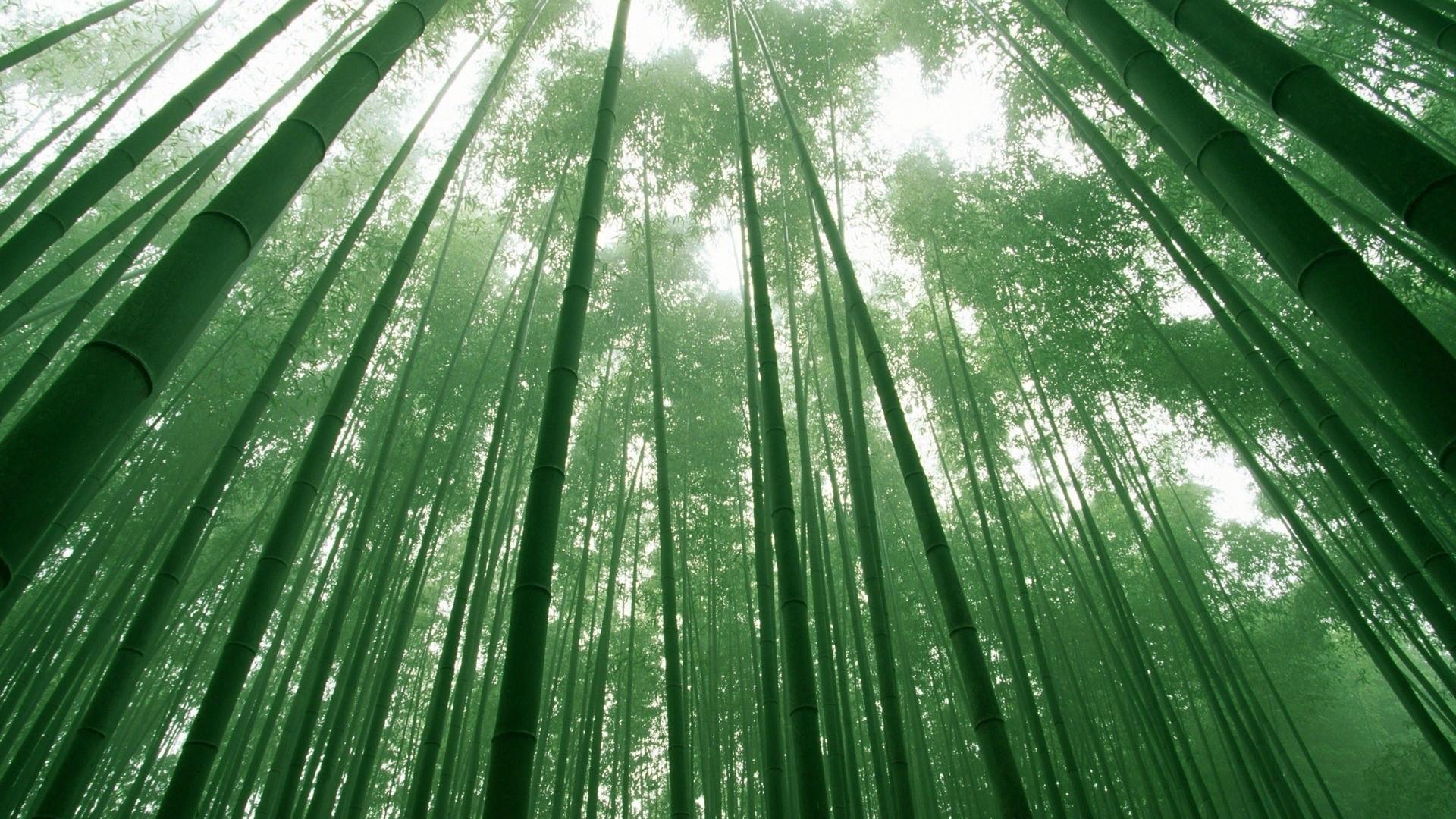 Japanese Forest Wallpapers