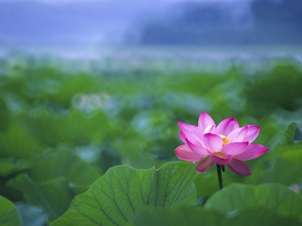 Japanese Lotus Art Wallpapers