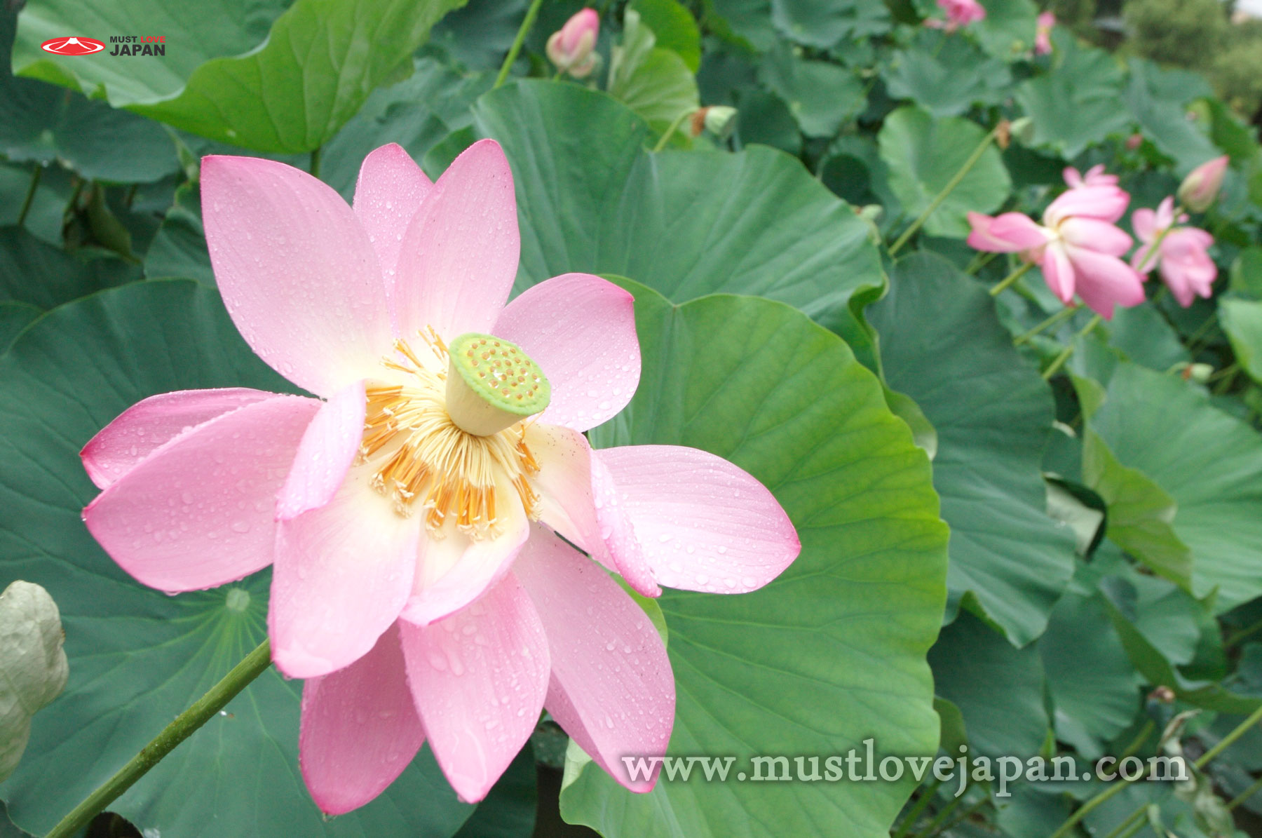 Japanese Lotus Art Wallpapers