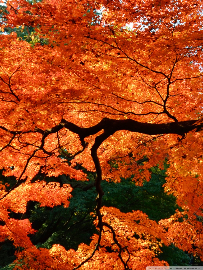 Japanese Maple Wallpapers