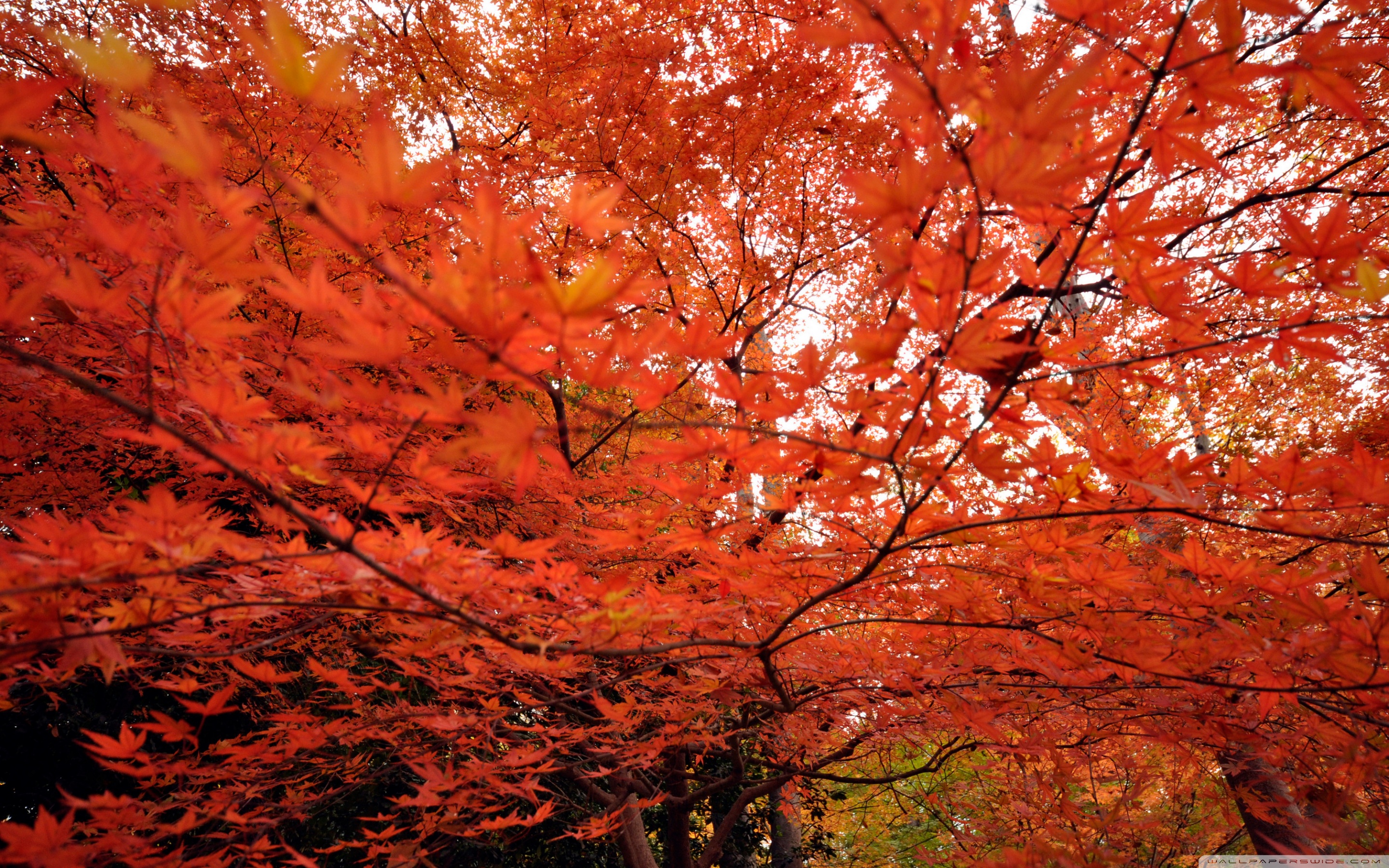 Japanese Maple Wallpapers