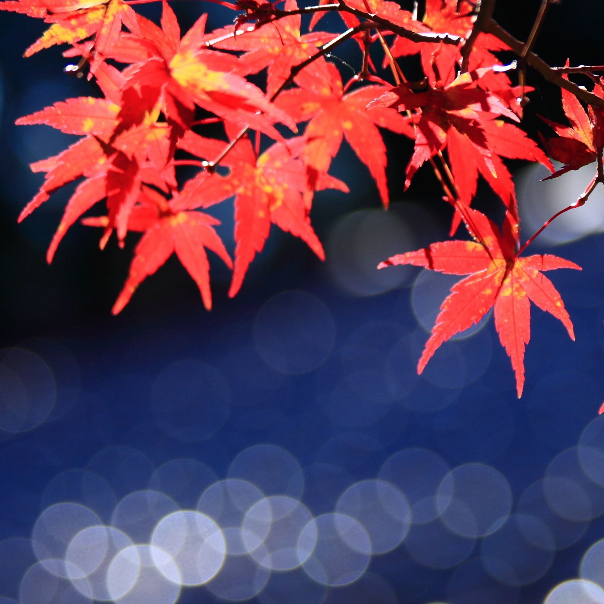 Japanese Maple Wallpapers