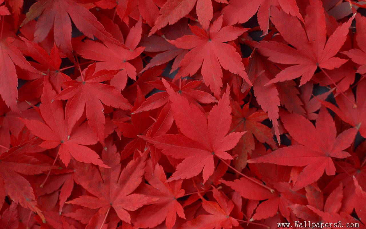Japanese Maple Wallpapers