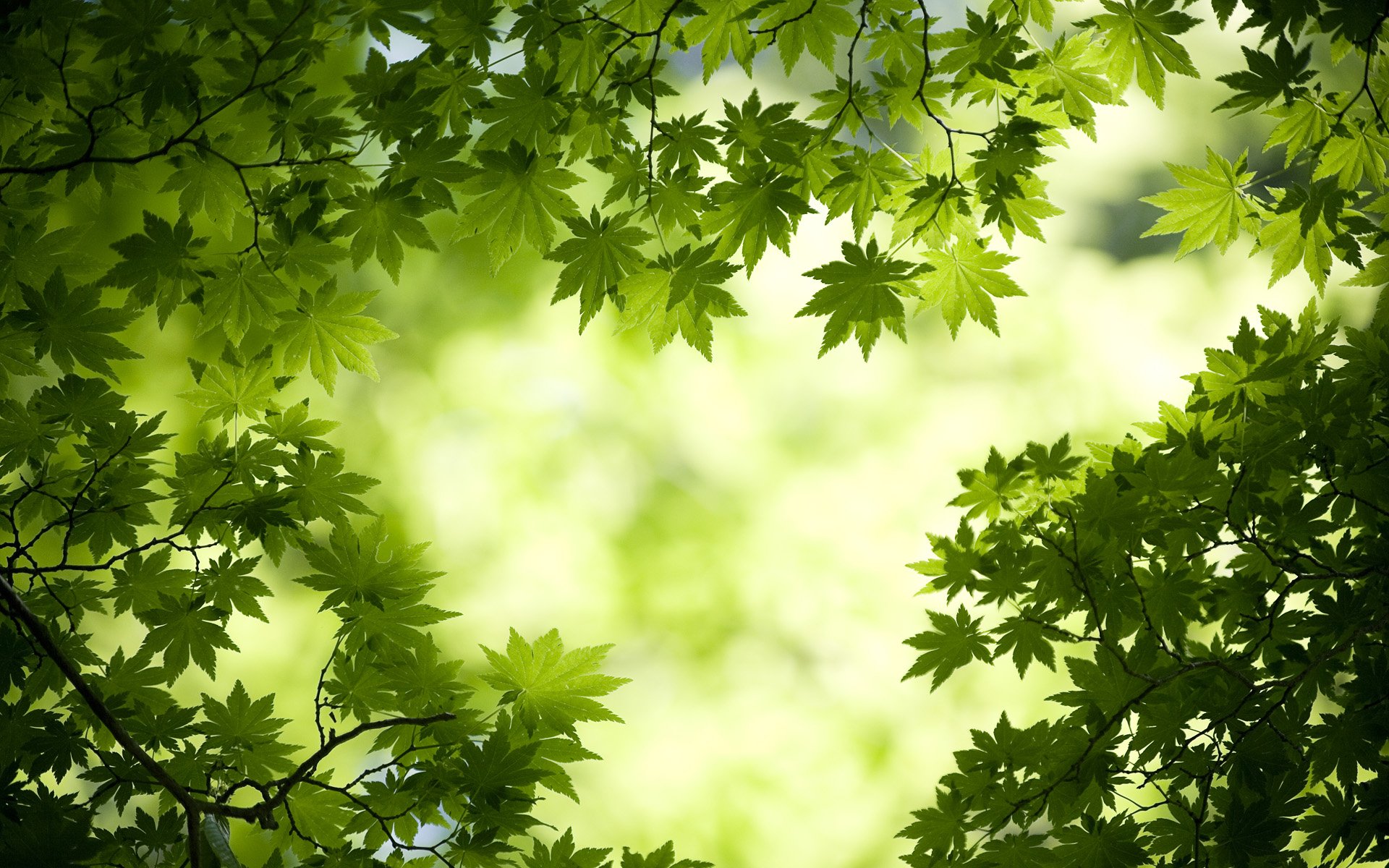 Japanese Maple Wallpapers