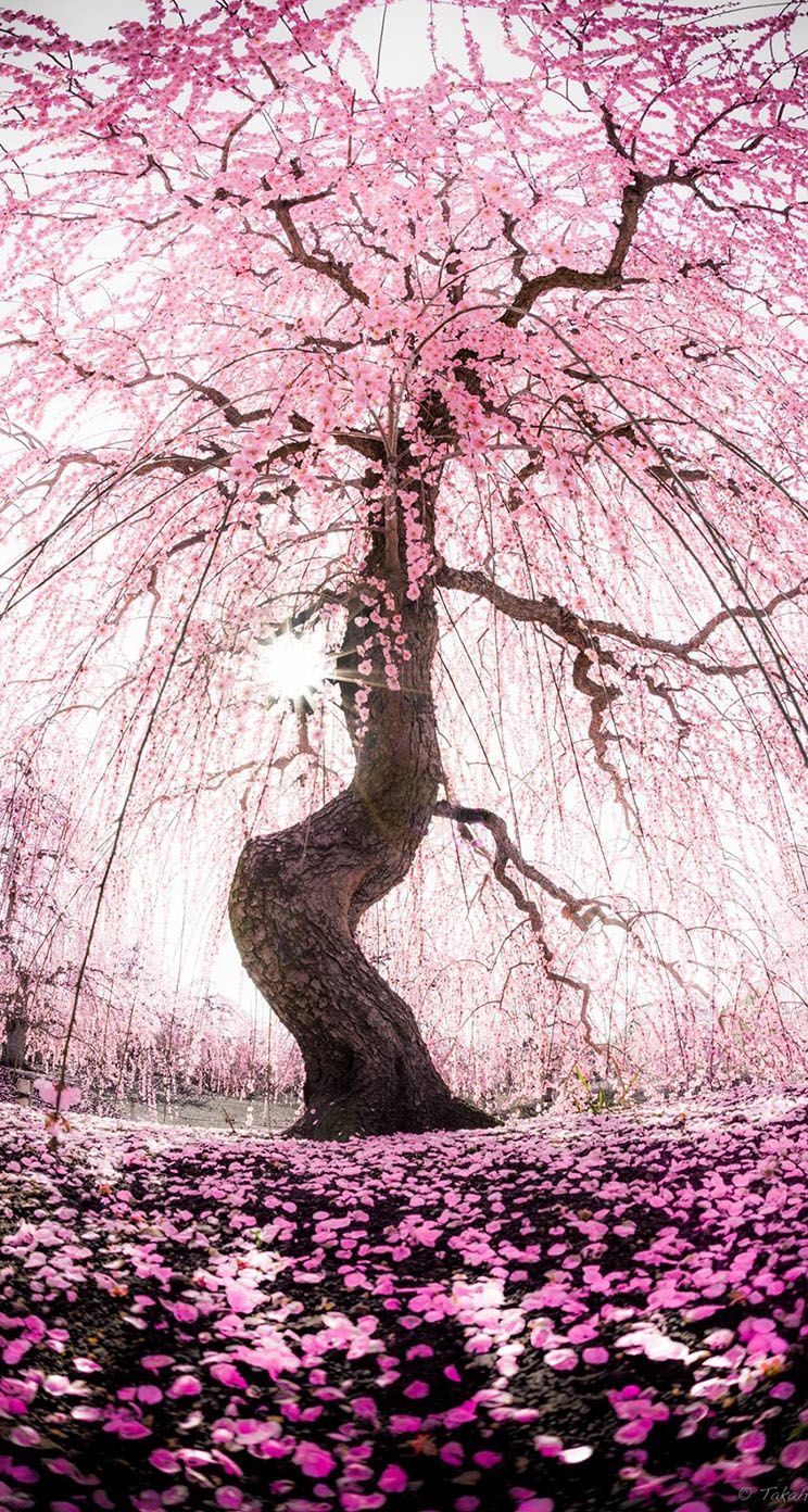 Japanese Tree Wallpapers
