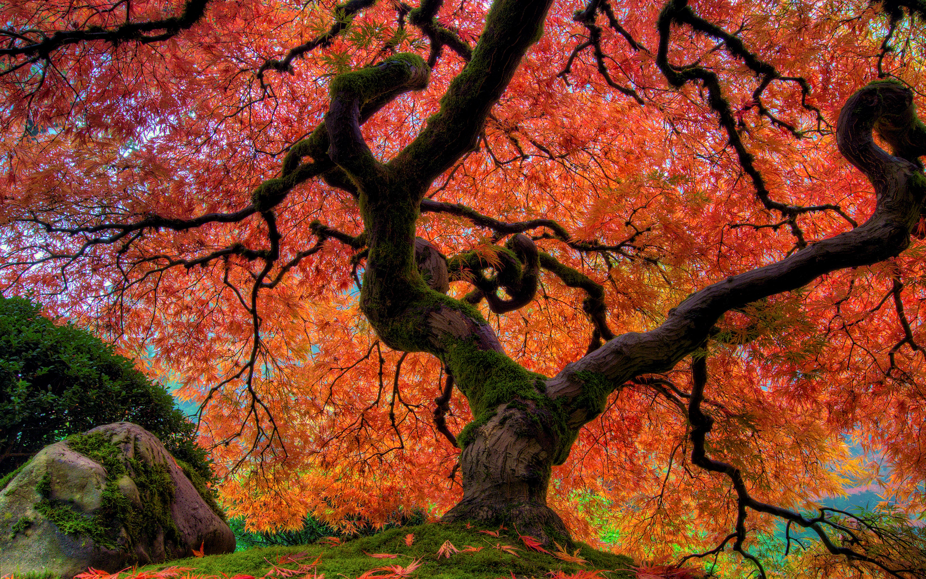 Japanese Tree Wallpapers