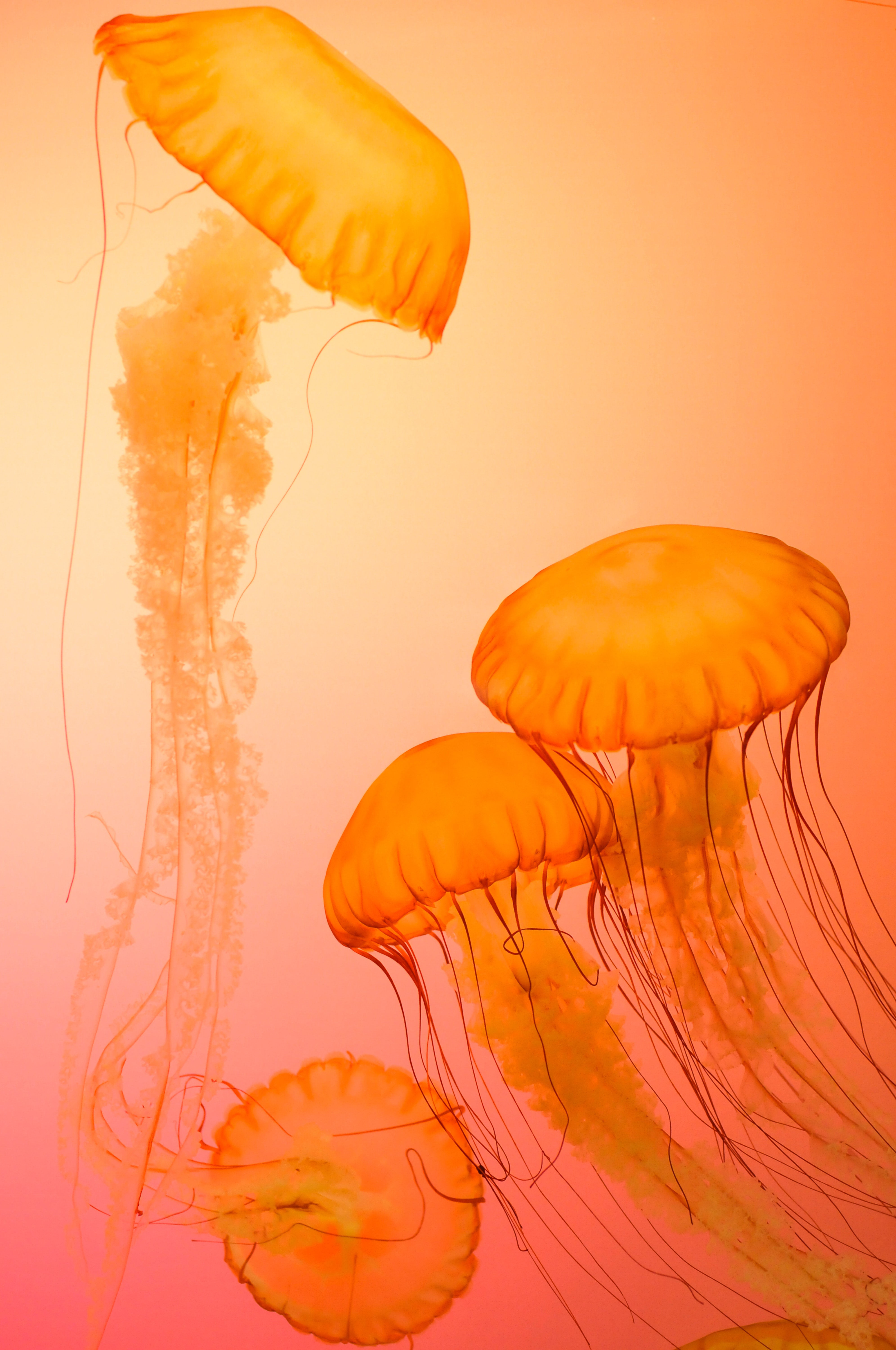 Jellyfish Fields Wallpapers