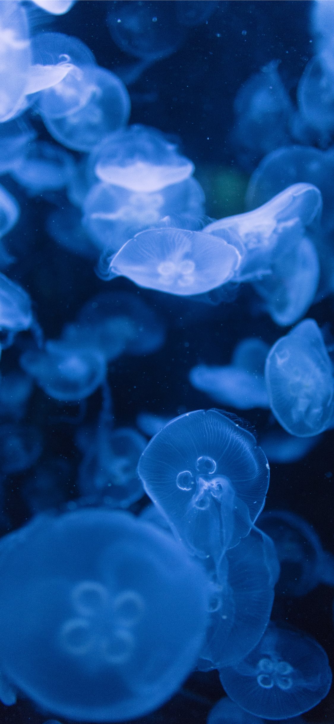 Jellyfish Iphone Wallpapers