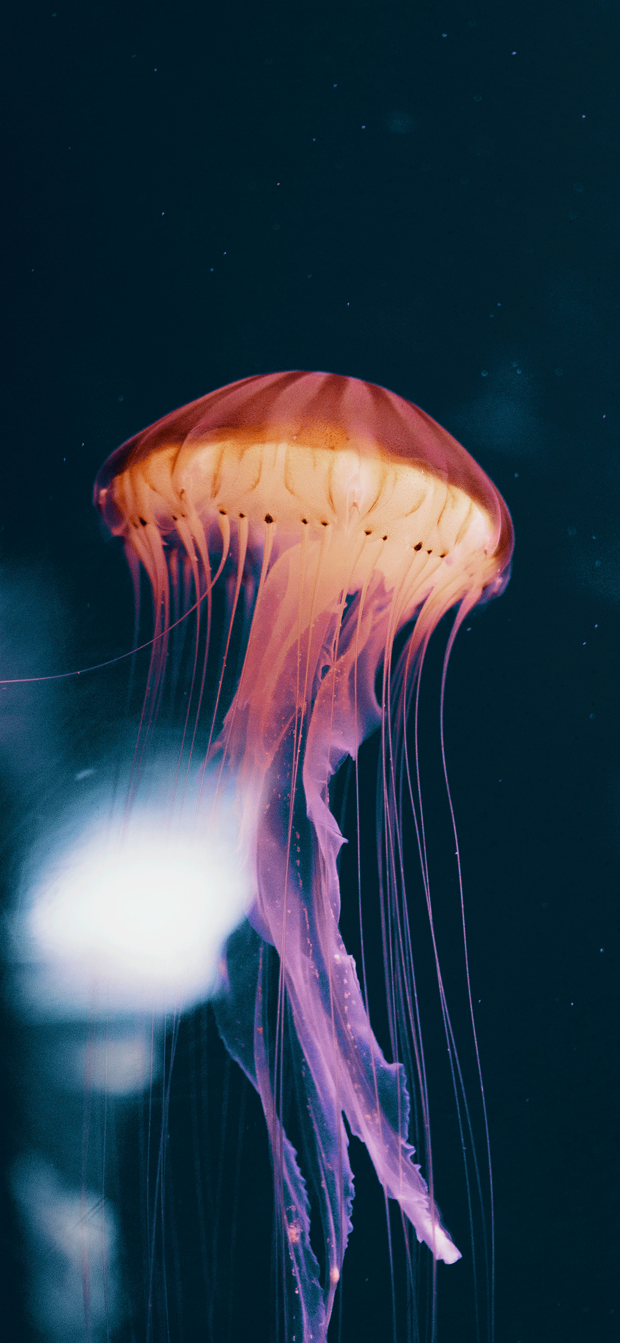 Jellyfish Iphone Wallpapers