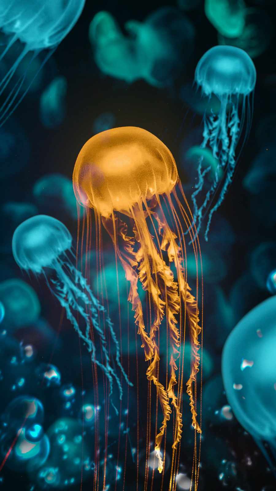 Jellyfish Iphone Wallpapers