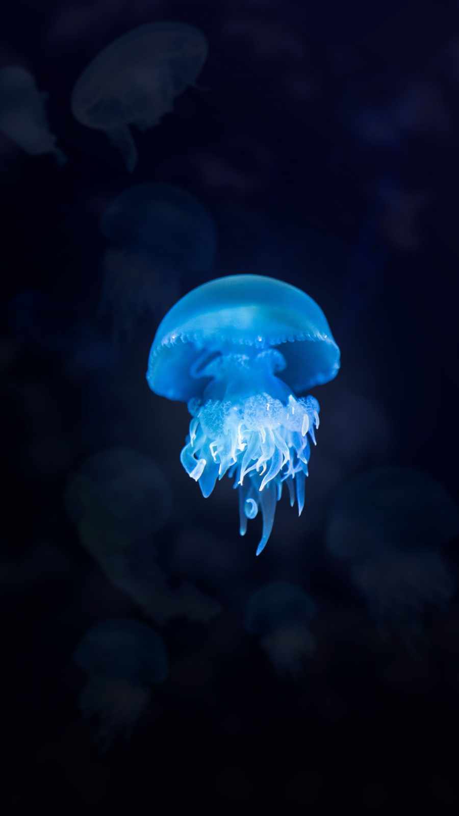 Jellyfish Iphone Wallpapers