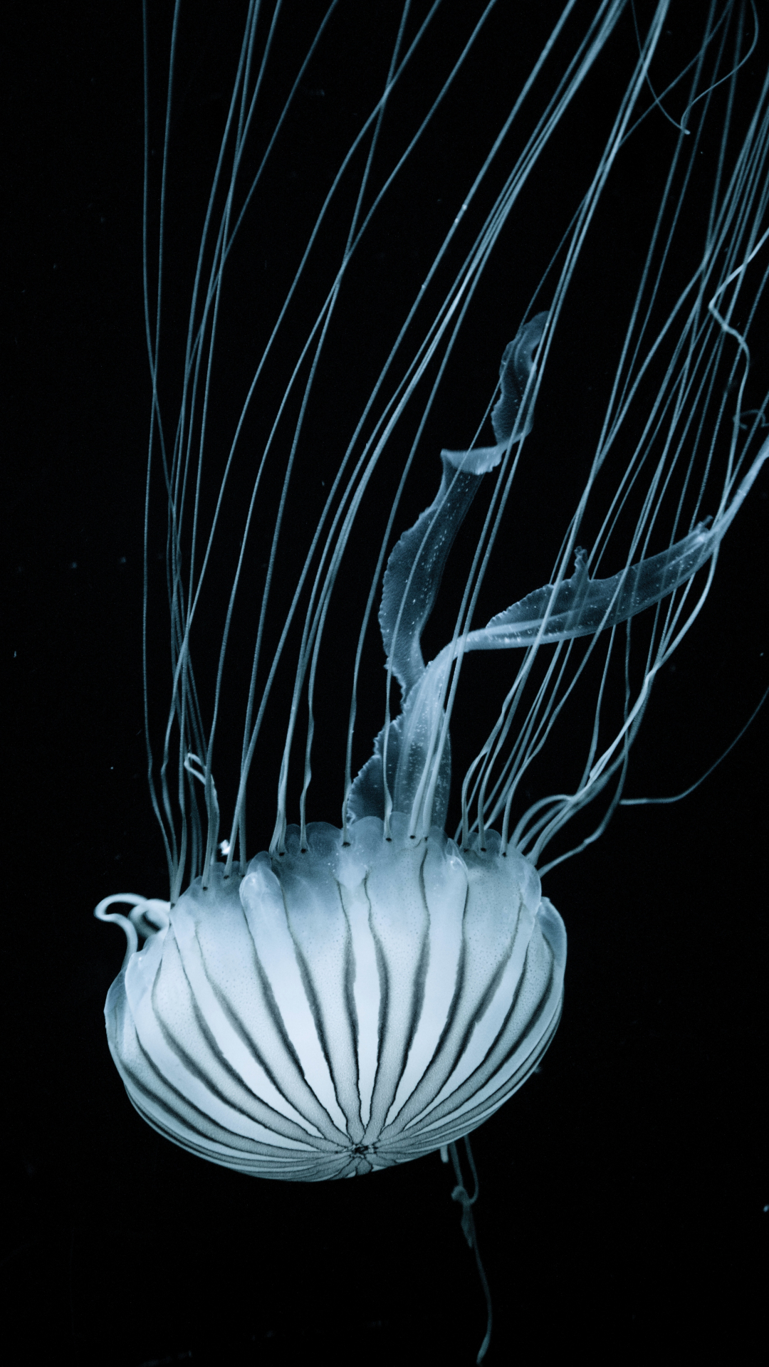 Jellyfish Iphone Wallpapers