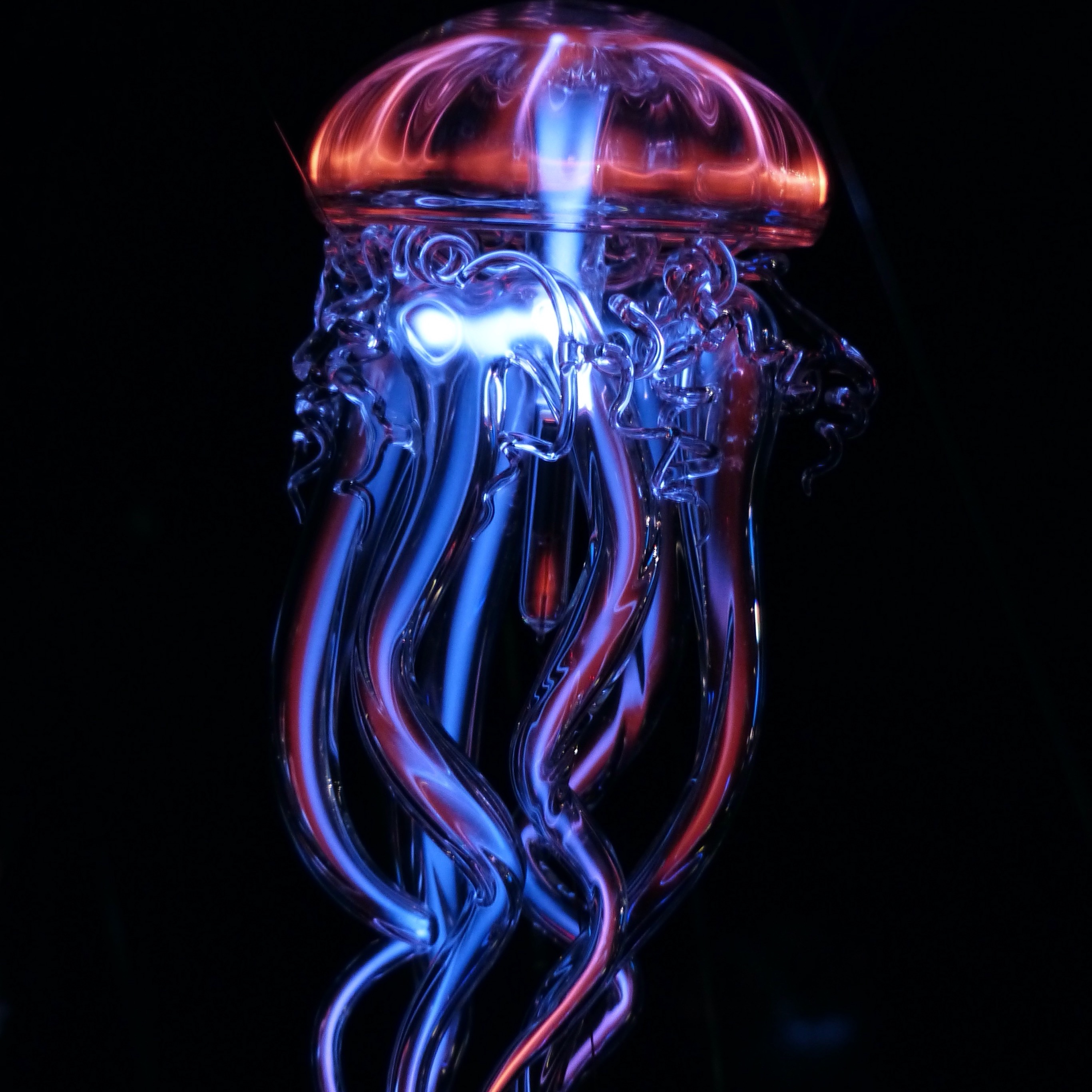 Jellyfish Iphone Wallpapers