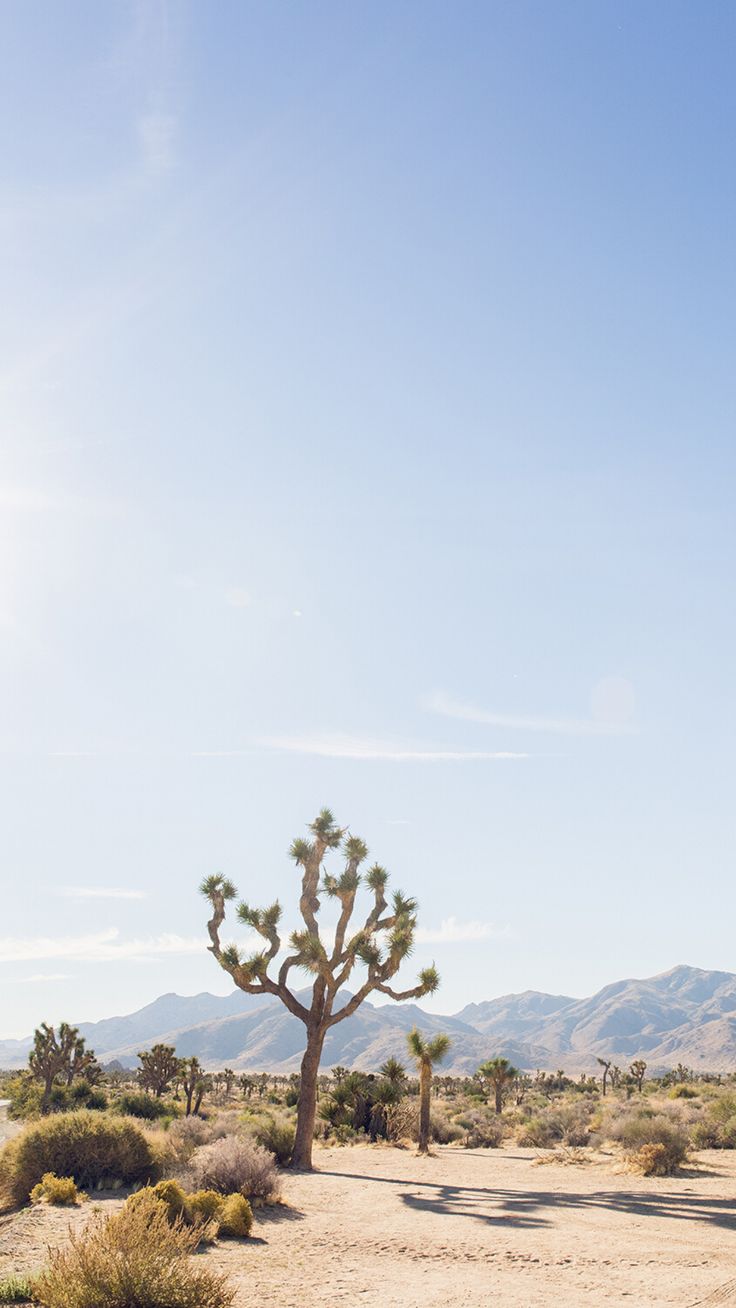 Joshua Tree Wallpapers