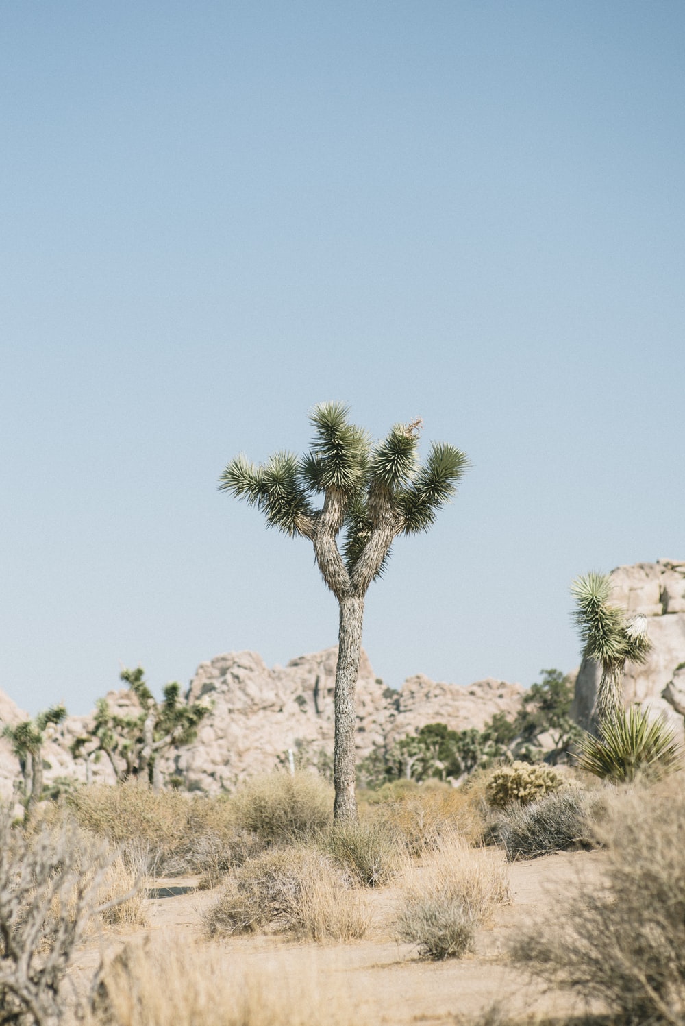 Joshua Tree Wallpapers