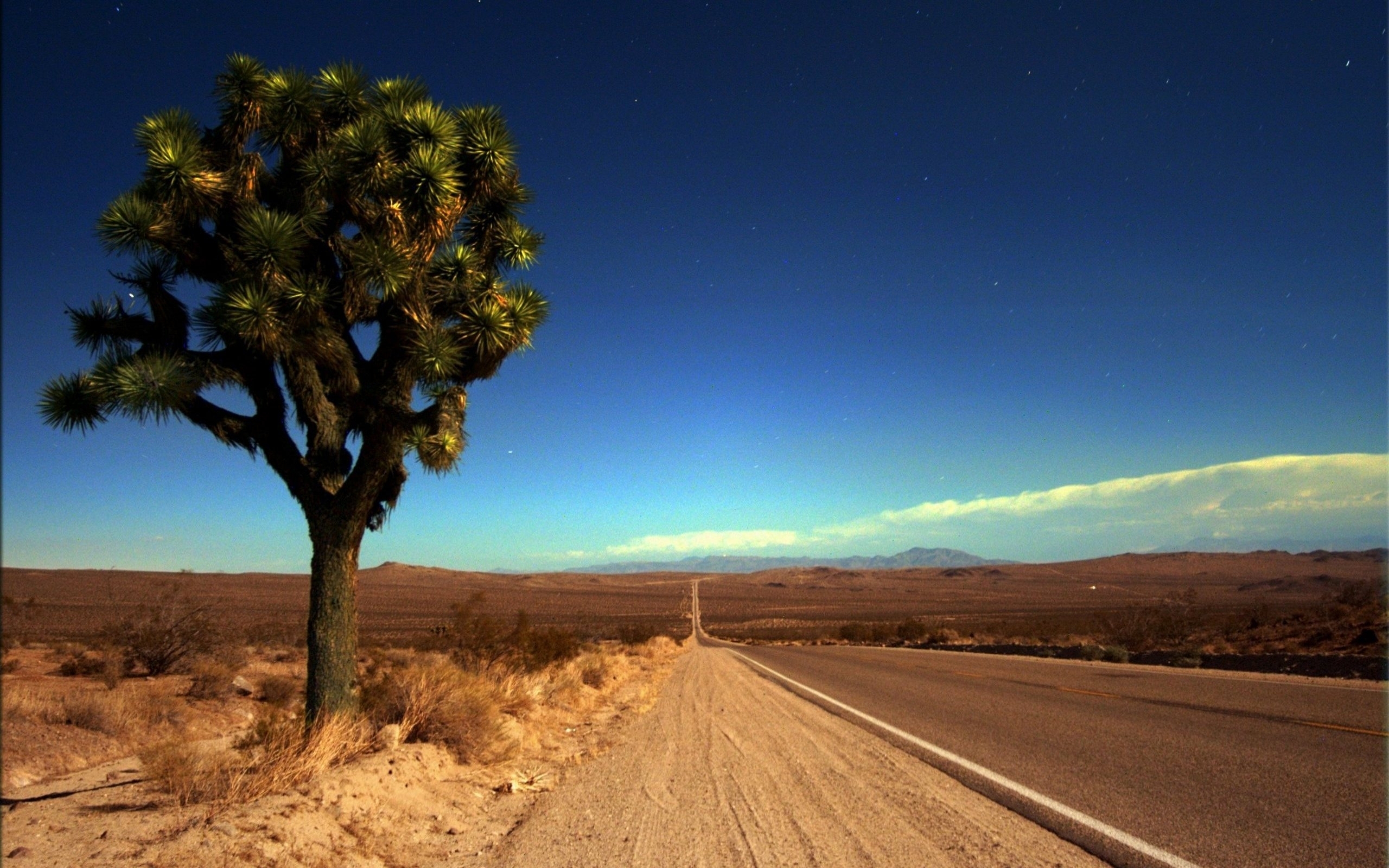 Joshua Tree Wallpapers