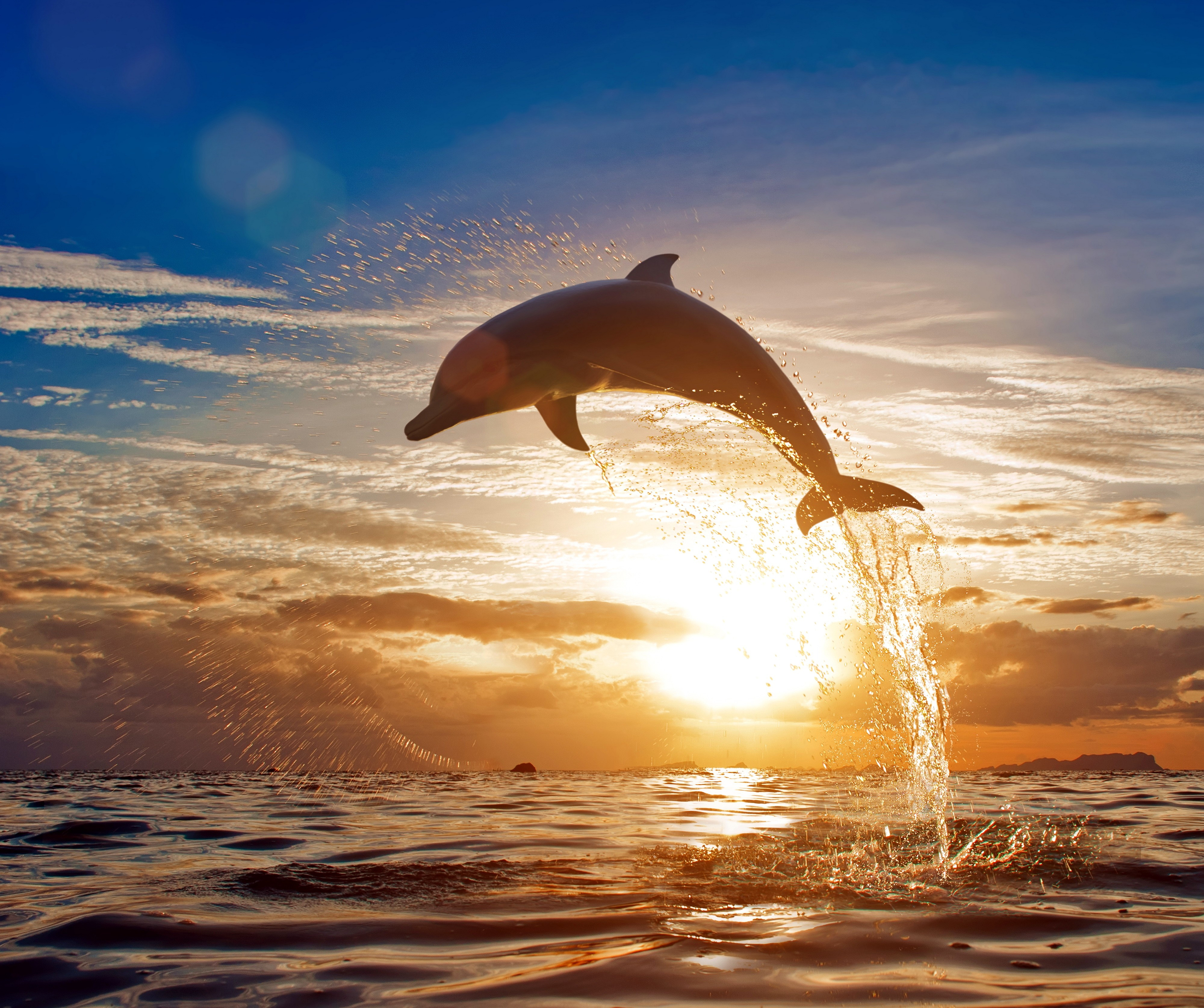 Jumping Dolphin Wallpapers