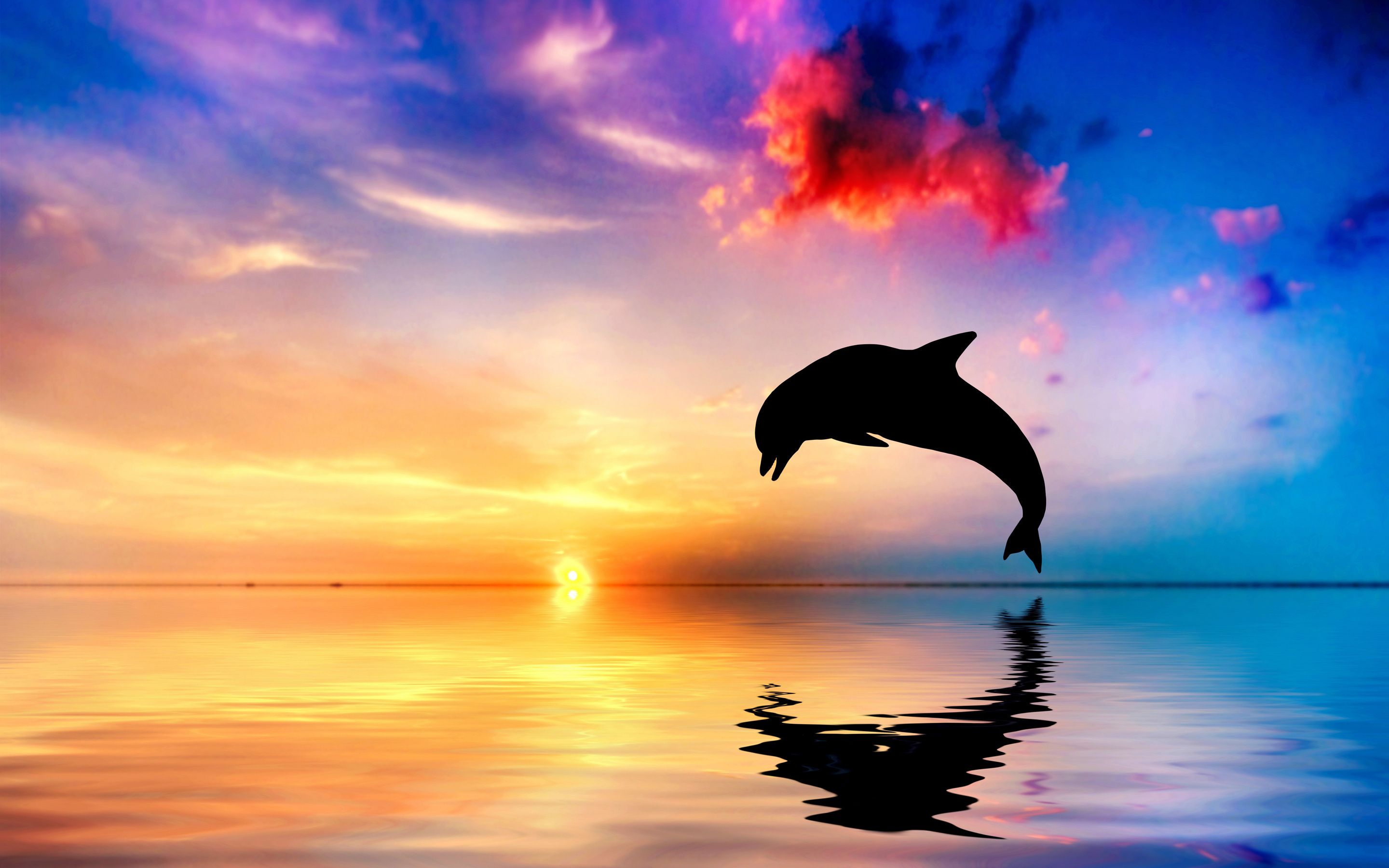 Jumping Dolphin Wallpapers