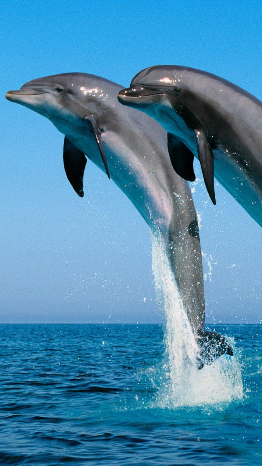 Jumping Dolphin Wallpapers