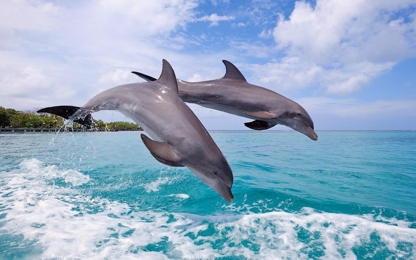 Jumping Dolphin Wallpapers